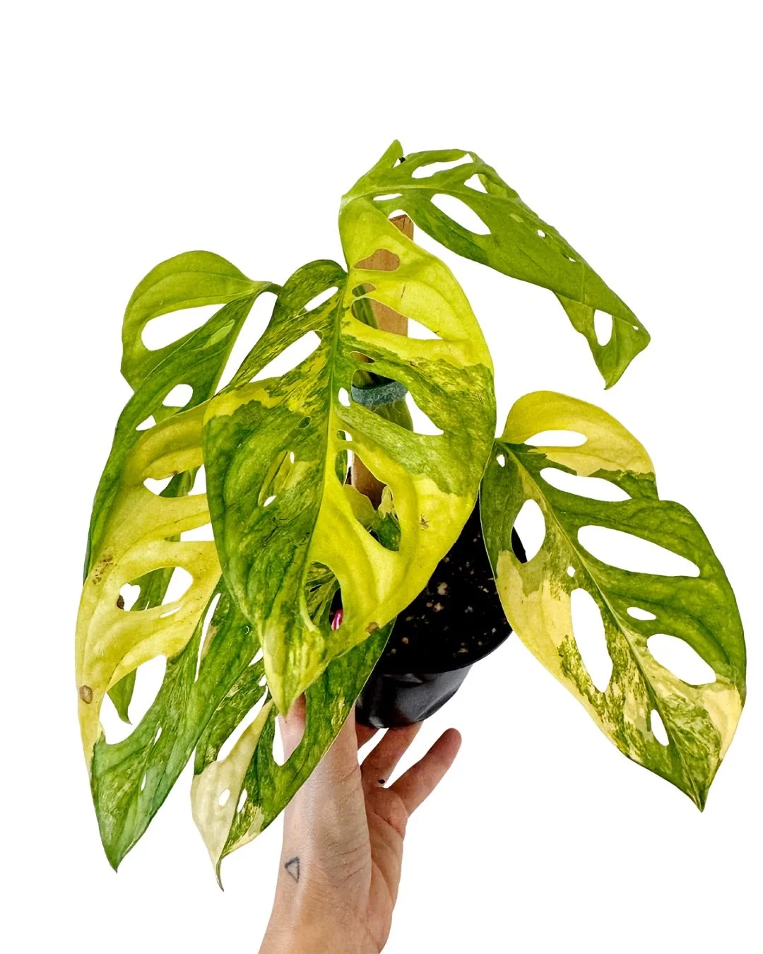 win this beautiful 5&rdquo; Monstera adansonii aurea!  swipe to find out how!

open 12-7 + would love to see you!  the shop is FULL!!!