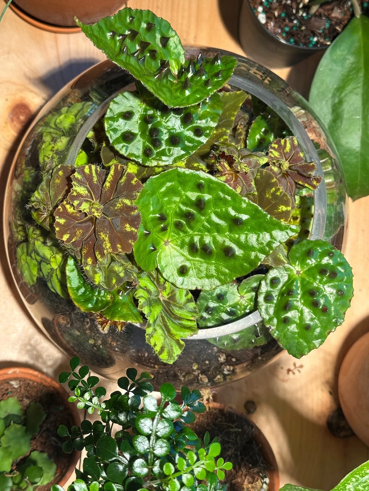 if you&rsquo;ve purchased a Begonia ferox from us, i highly recommend popping it into a glass terrarium.  this beauty has never been happier!