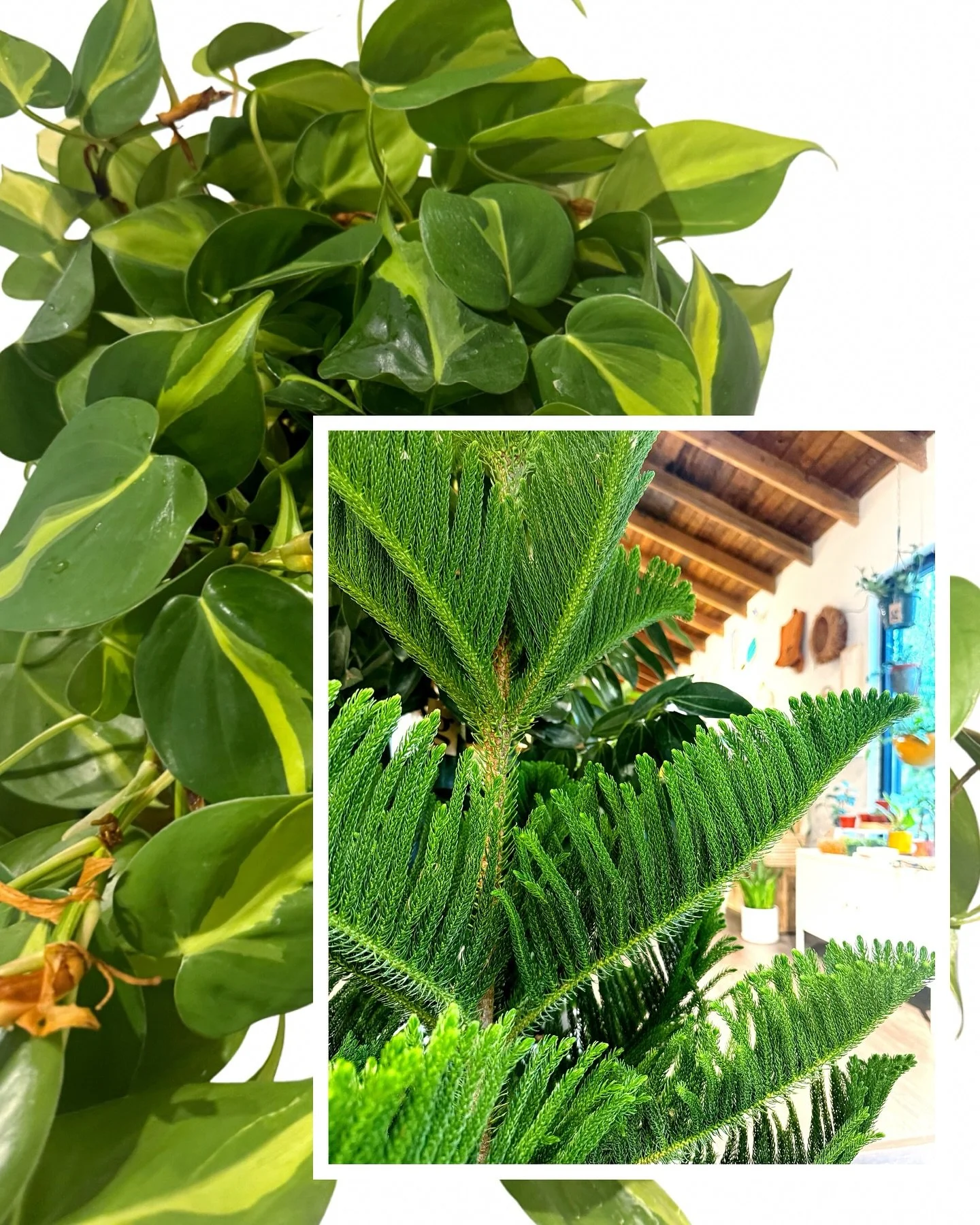 despite the rain + cold, it&rsquo;s a good (great!) day to come in + check out our newest plant restock!