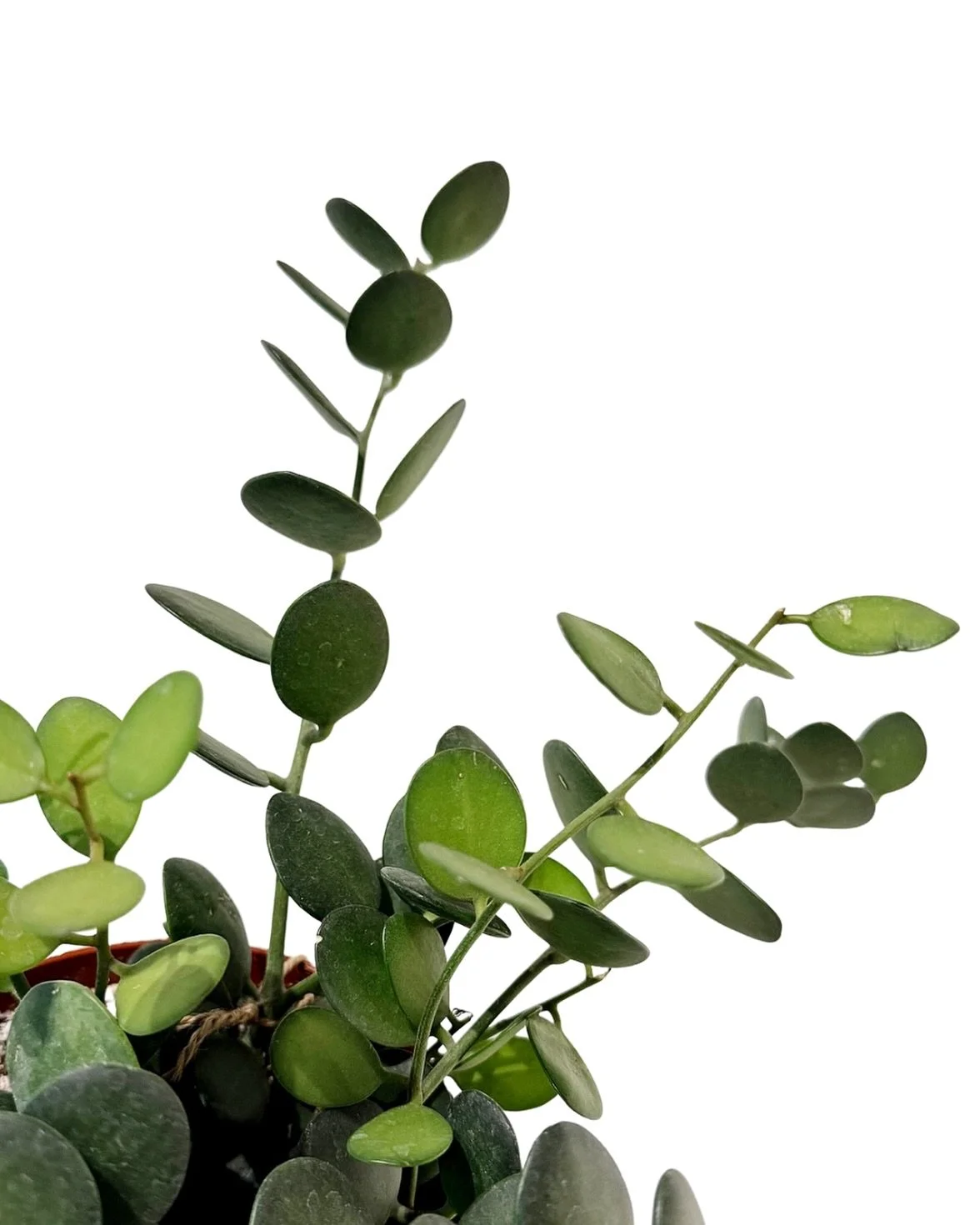 word on the street is that the sun is going to show its face tomorrow!  crossing all our fingers + toes that that&rsquo;s the case&hellip;we&rsquo;d sure love to see your faces, too!

open thursday 12-7!