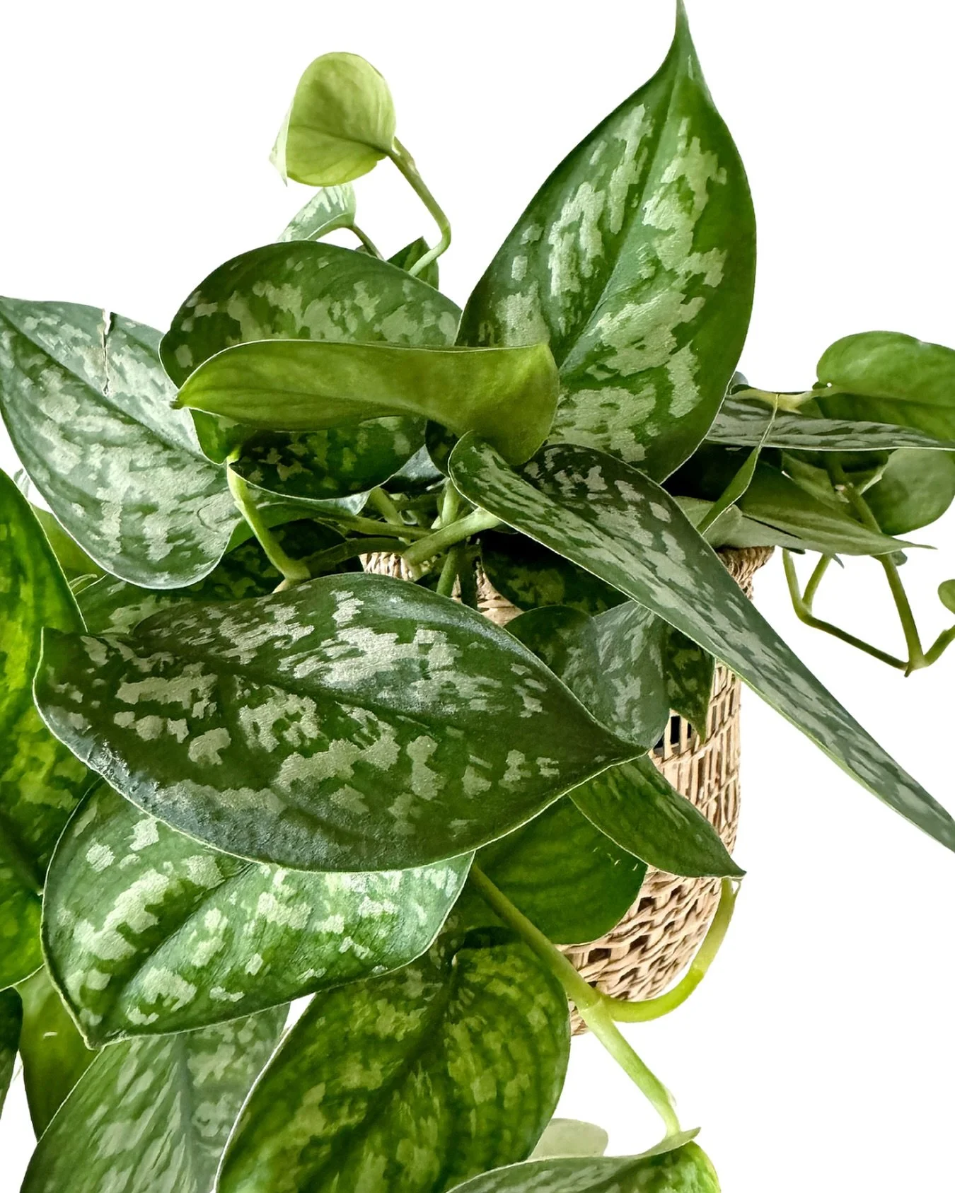 psst&hellip;if you feel like you&rsquo;re running out of spots to put all your plants, don&rsquo;t worry&hellip;we just got these beautiful handcrafted wall baskets in the shop + they are pretty pretty pretty! (plus we got a few other beautiful baske