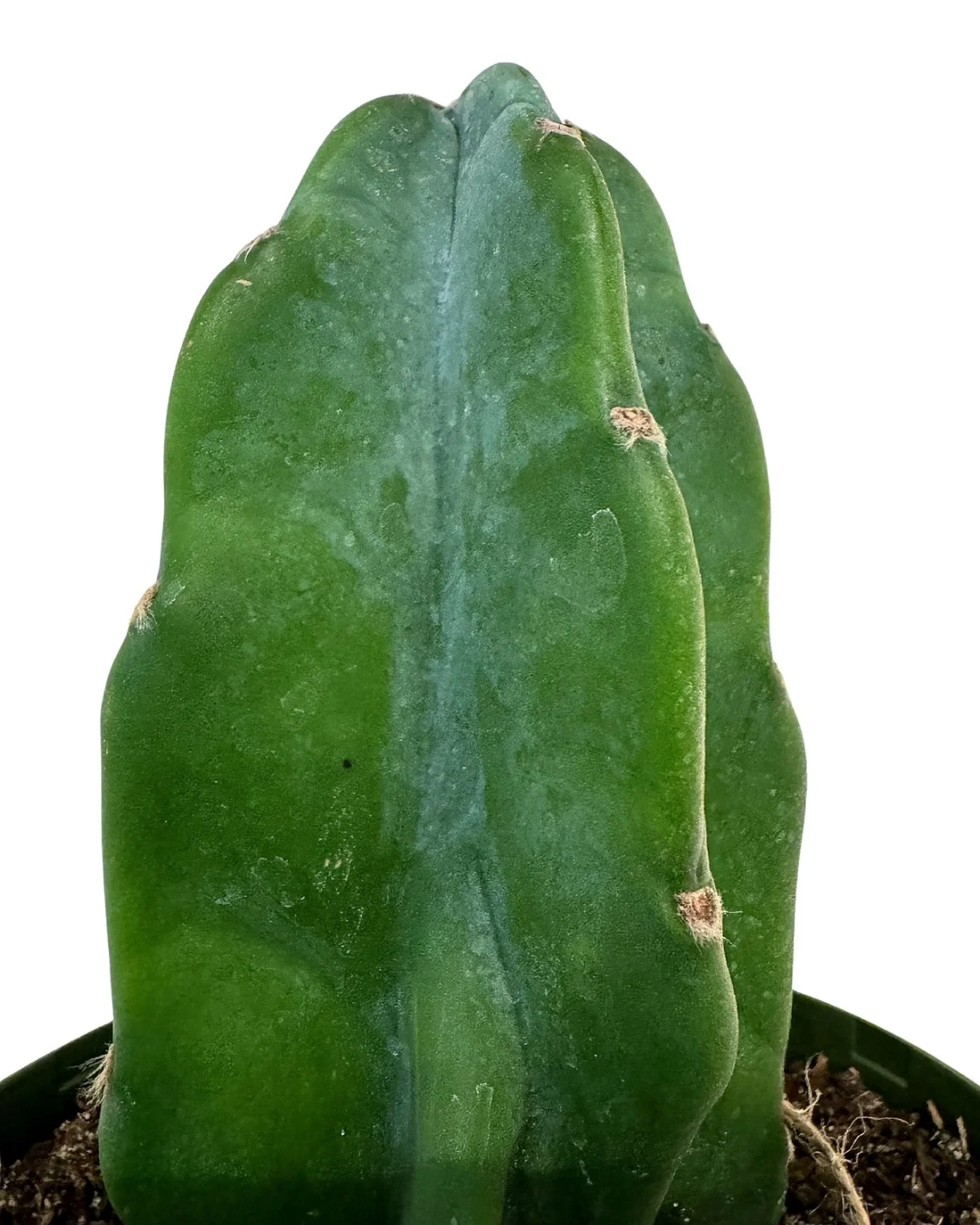 a cactus that cuddly?  yep!  it&rsquo;s a cuddly cactus&hellip;aka spineless!

come treat yourself to one of these beauties!

open sunday 11-6