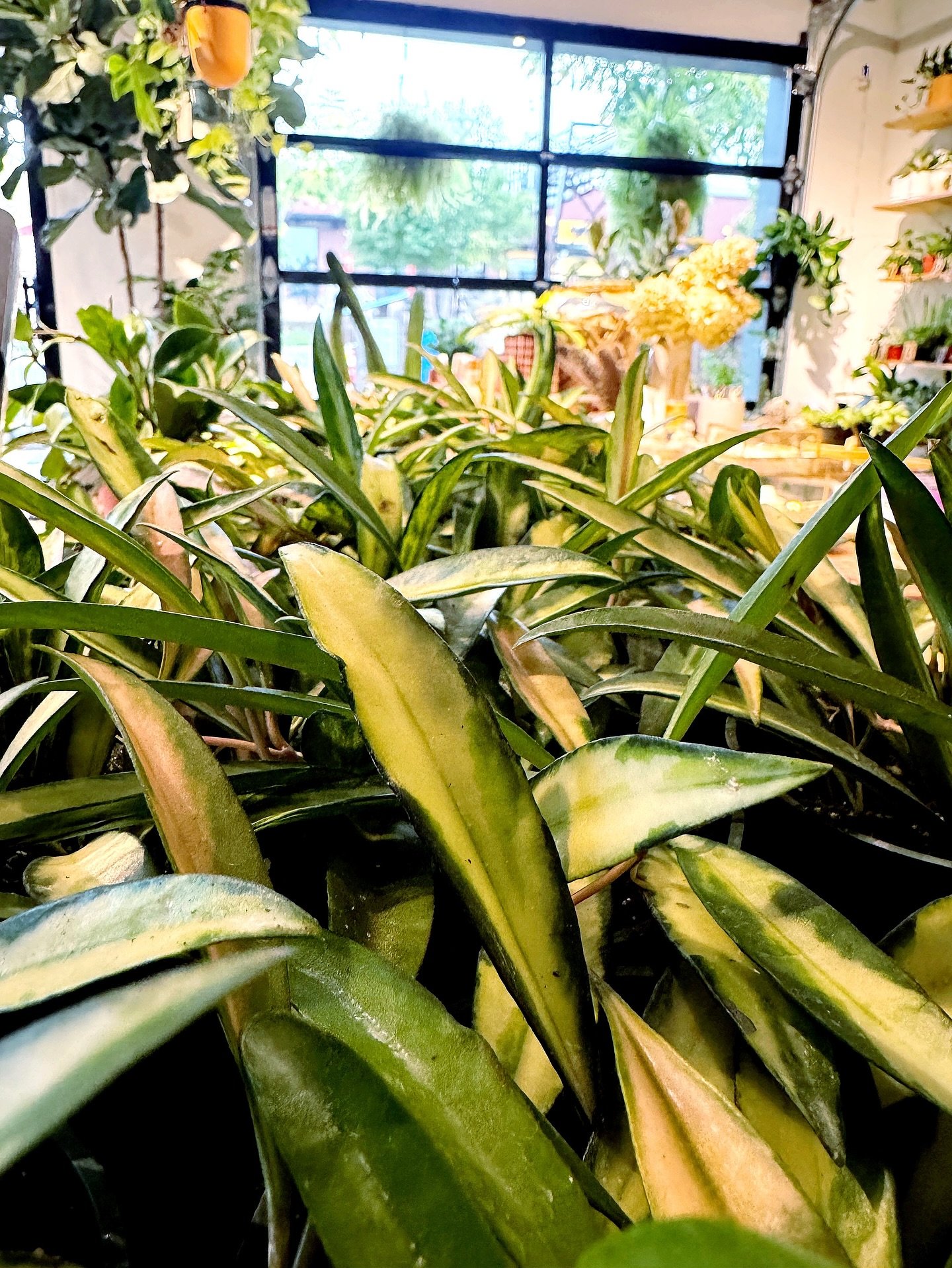 happy sunday!

open 11-6