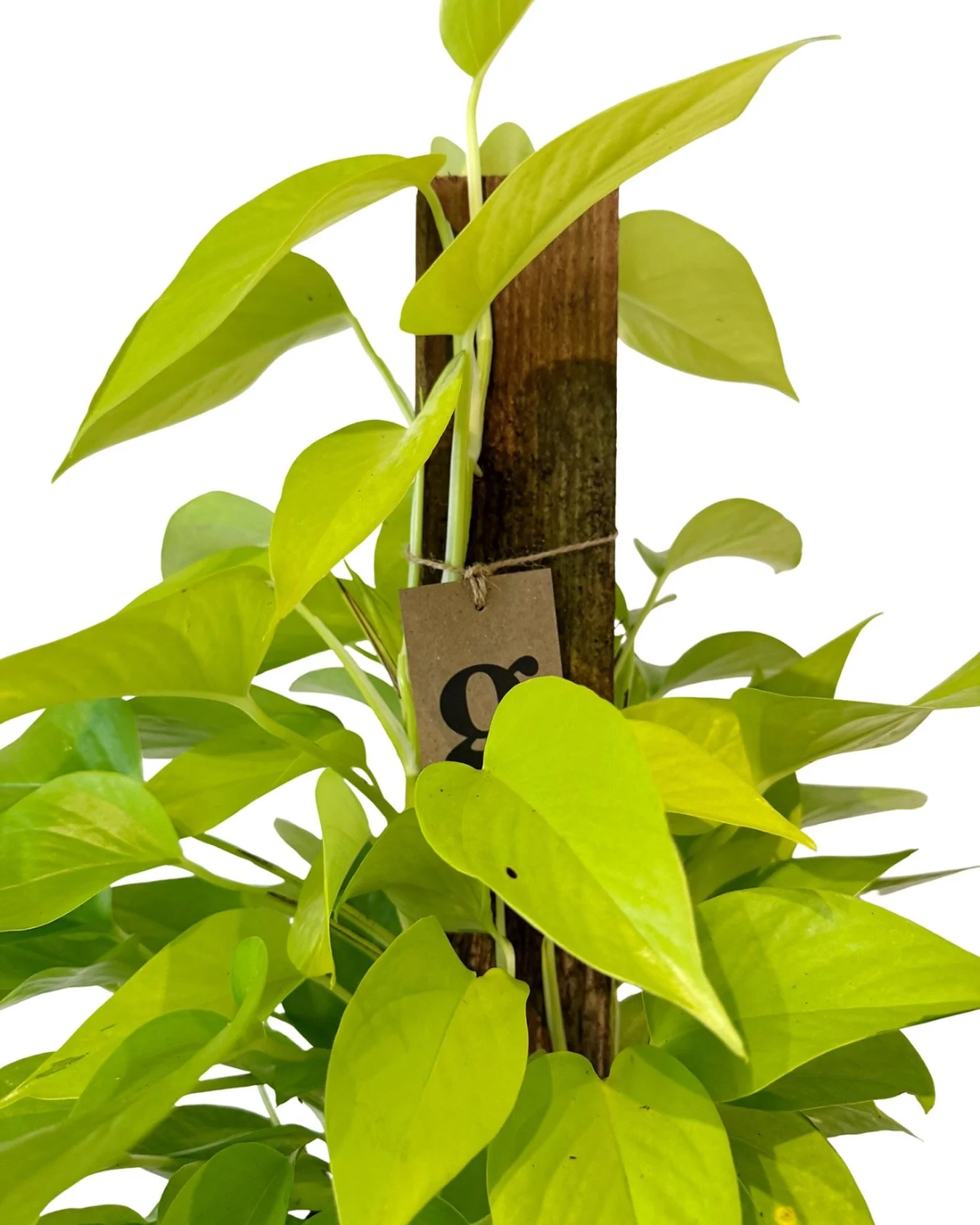 psst&hellip;we&rsquo;re gonna be open for a couple hours this afternoon starting at 1!