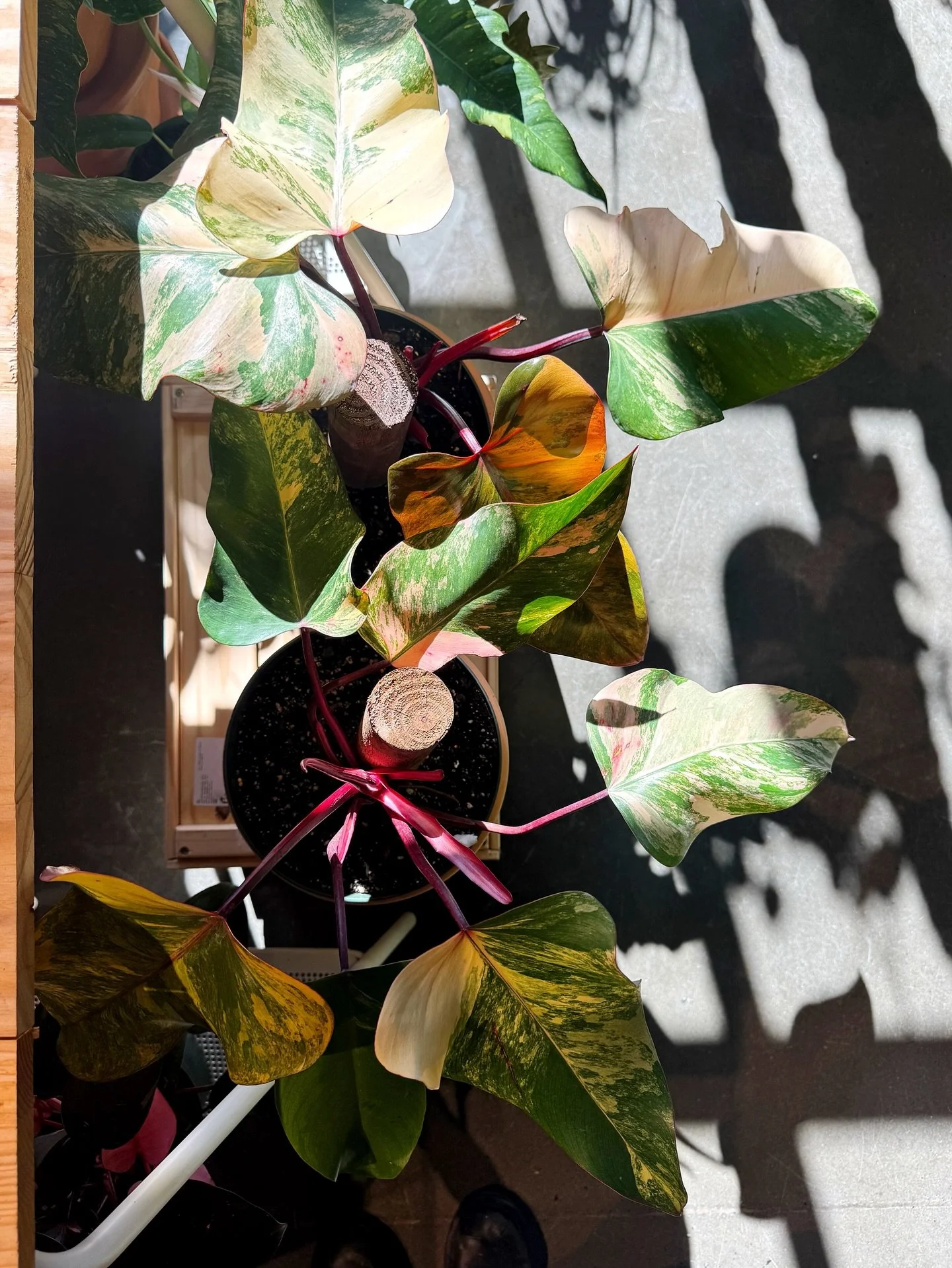 big big thanks to everyone who came out today!  you kept us extremely busy&hellip;especially for a tuesday + i am so very grateful!  after a sluggish month, we needed a day like today!  THANK YOU!!!

should we do it again tomorrow?