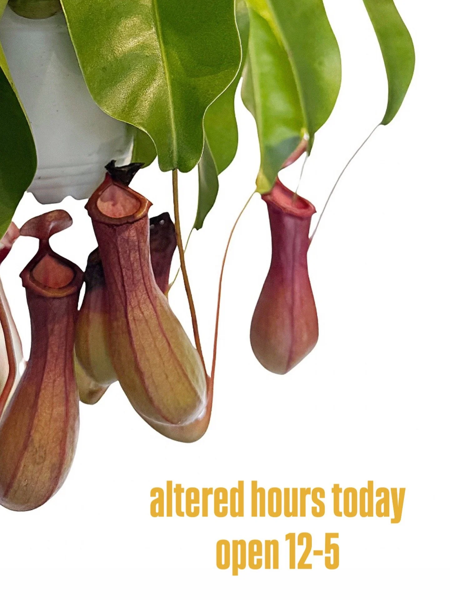 well be open shortened hours today (promise&hellip;today only). open 12-5.
thanks for understanding!