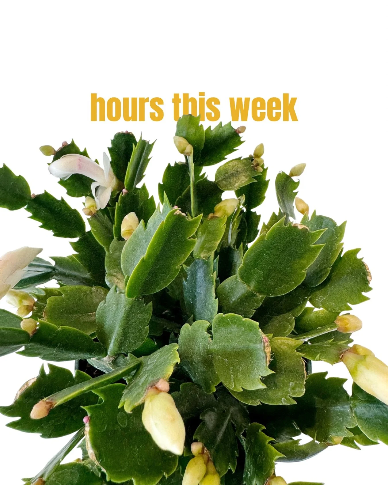 this week&rsquo;s hours&hellip;

tues 12-5
wed 11-7
thurs closed
fri 11-8
sat 11-7
sun 11-6