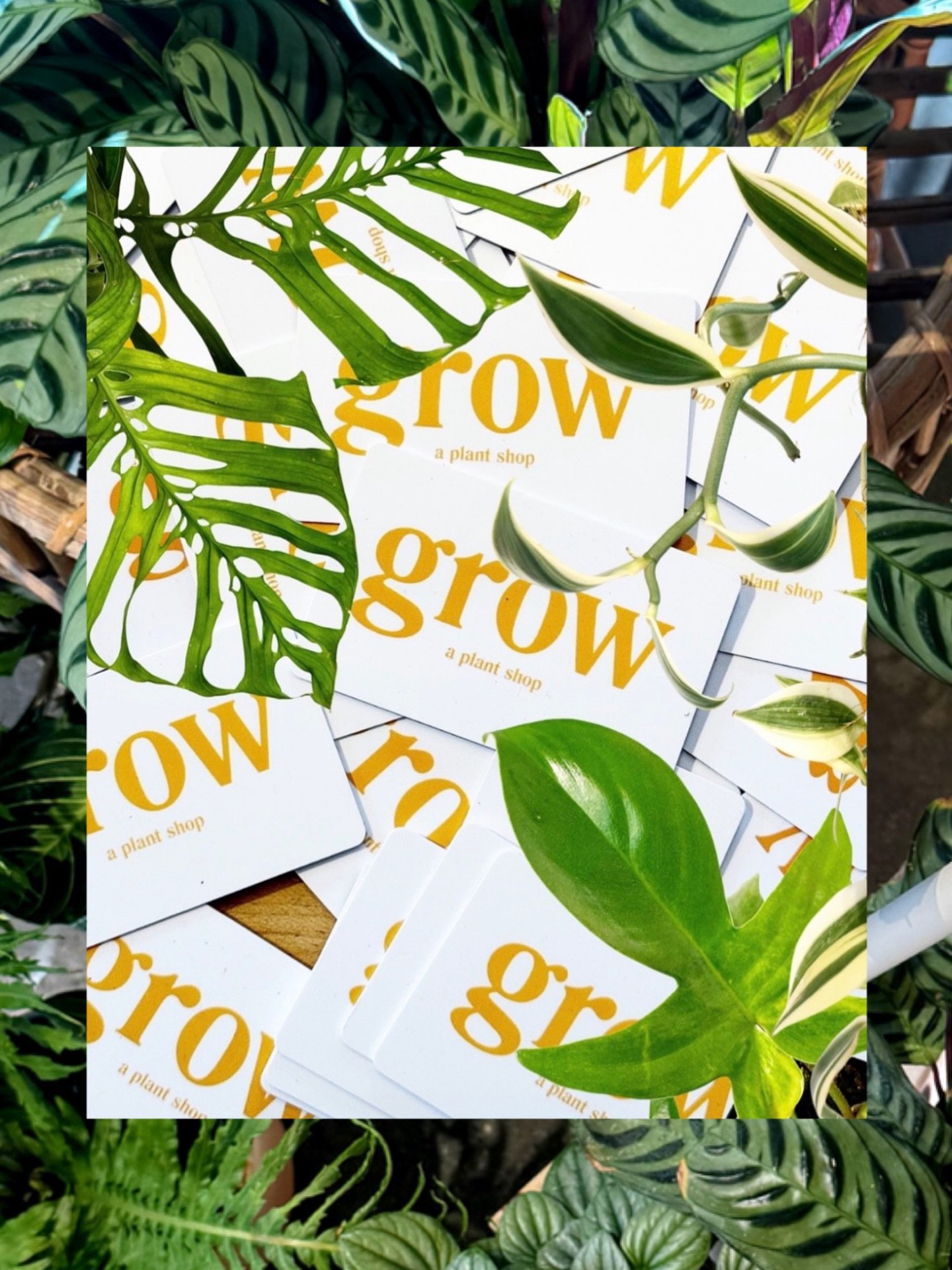 still can&rsquo;t decide on the perfect gift for that one friend, family member, coworker?  we&rsquo;ve got ya covered with a grow gift card!

available in shop or online at the link in bio!
