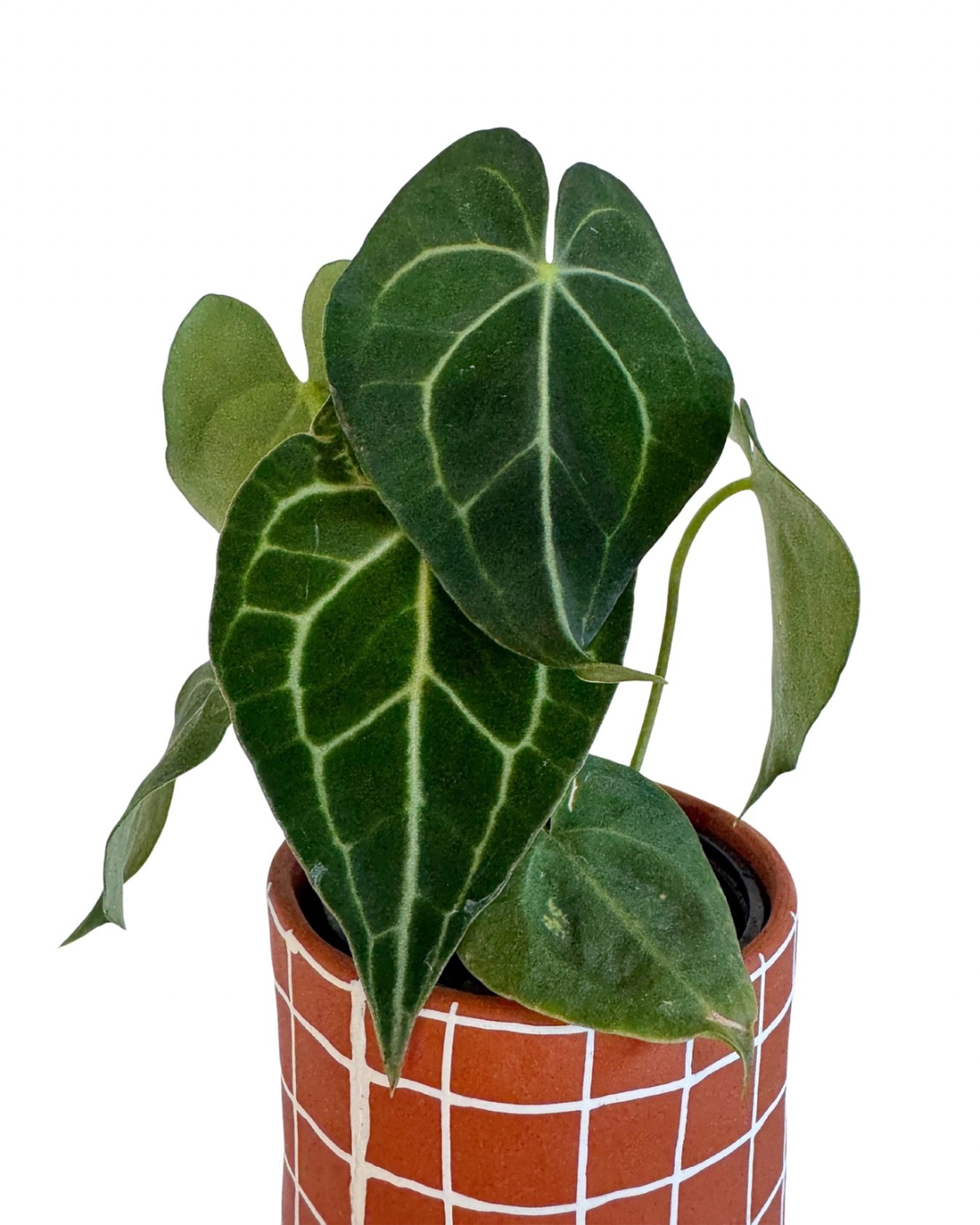 we have sooooo many beautiful plants in the shop for you + the plant lovers in your life!  come check &lsquo;em out &lsquo;til 7 tonight!