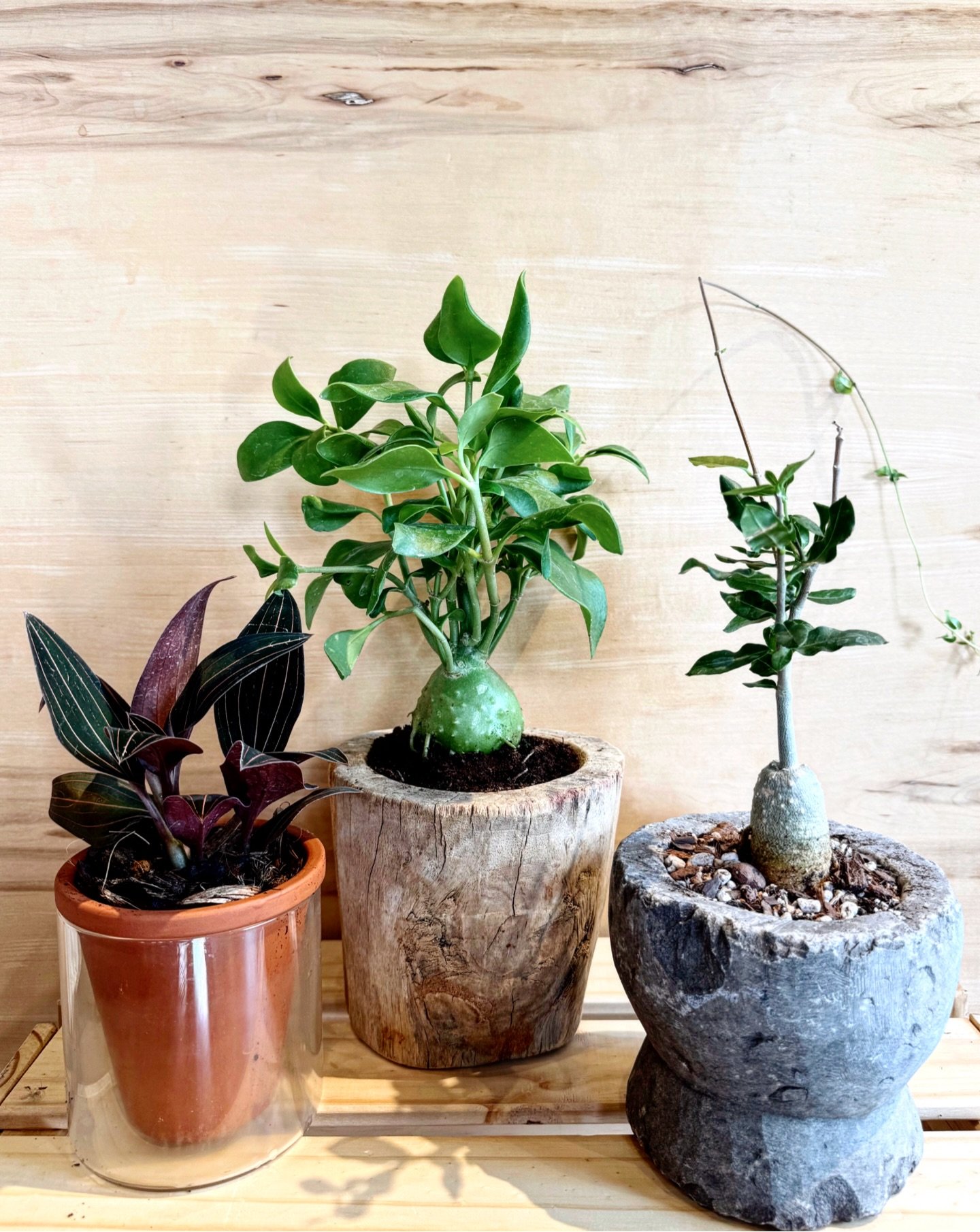 potted up some weirdos for you guys!  come grab one + make someone&rsquo;s caudex dreams come true!

mon 12/22 10-7 | tues 12/23 10-7 | wed 12/24 10-4