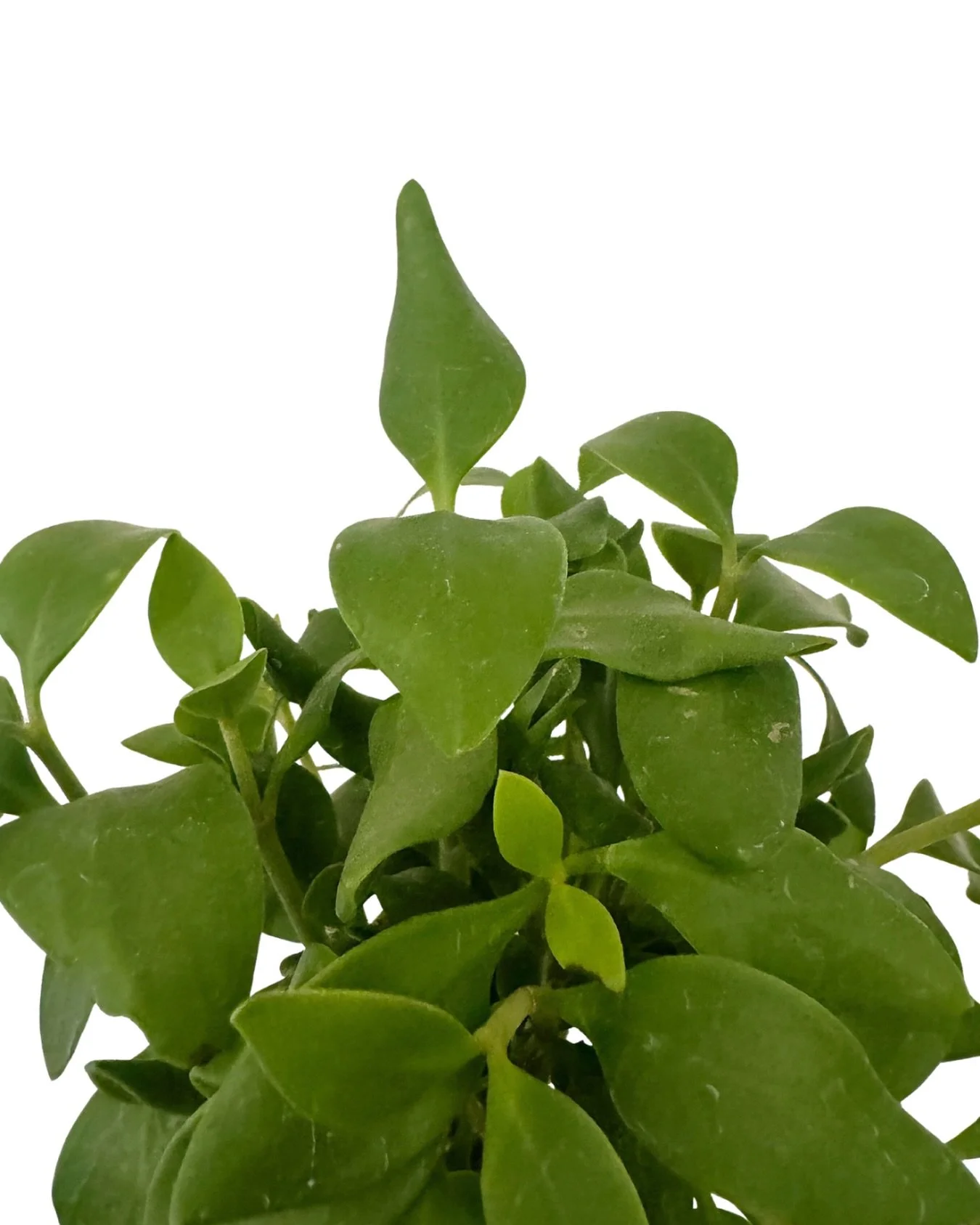 happy happy sunday! 

shop is open 11-6