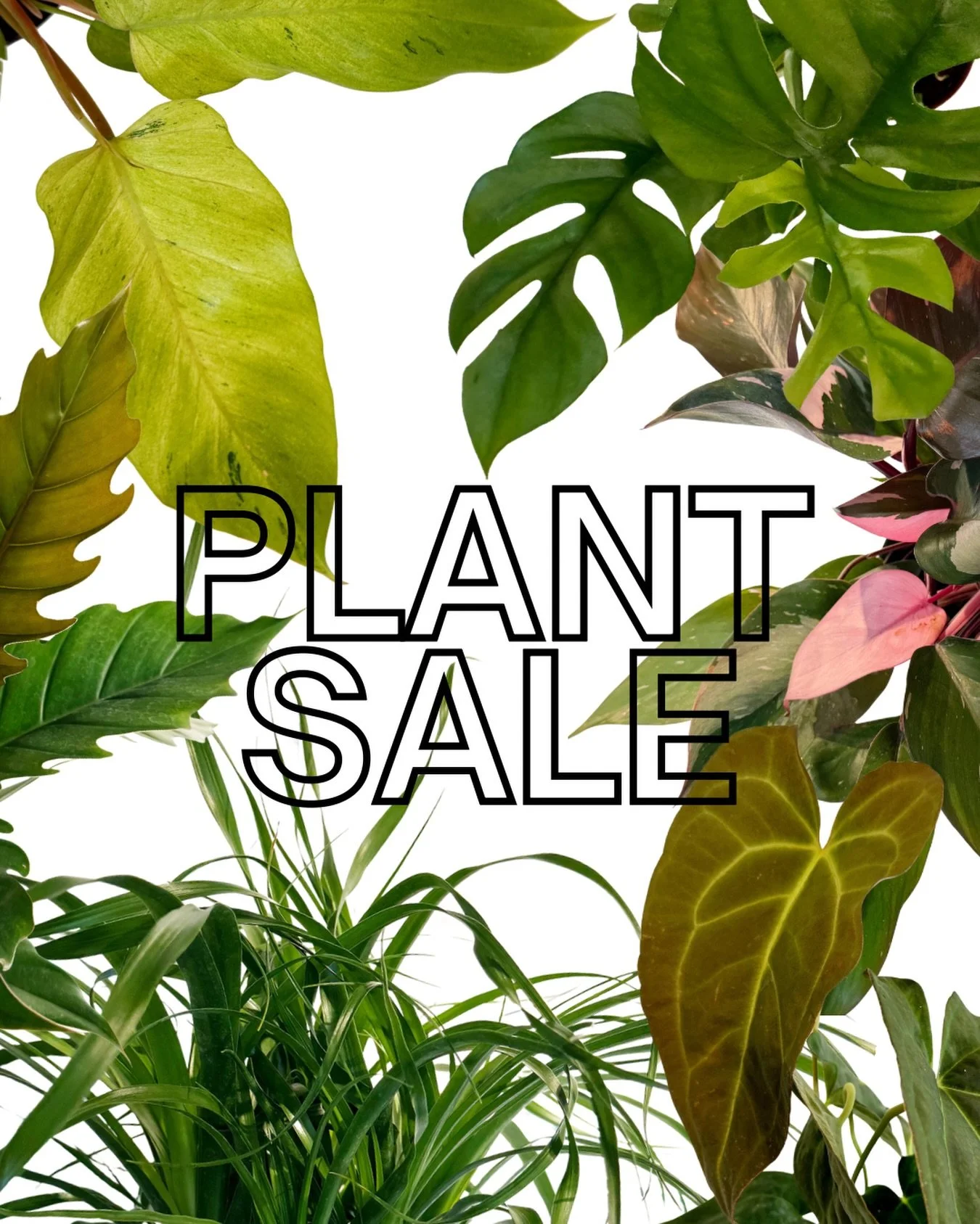 are you on our email list?  have you heard? 

as we get ready to shut it down for winter break in a couple weeks, we need to sell the HUNDREDS of plants still in the shop + soooo&hellip;PLANTS ARE 20% dec 30 - jan 9! 

come see all the beauties we ha