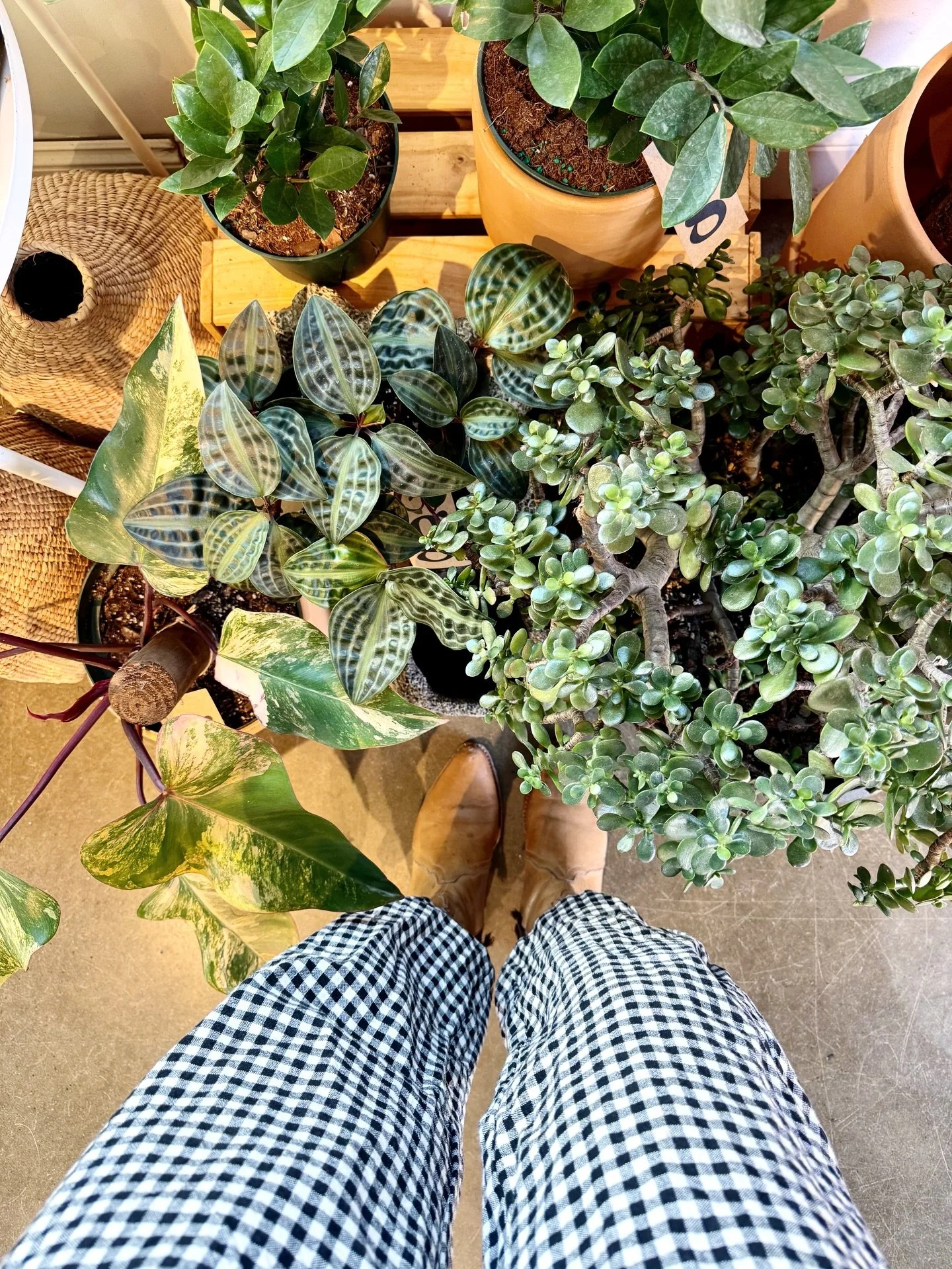 only FOUR more days of our 20% OFF PLANTS SALE!!!

come by &lsquo;til 6 today for the best selection!