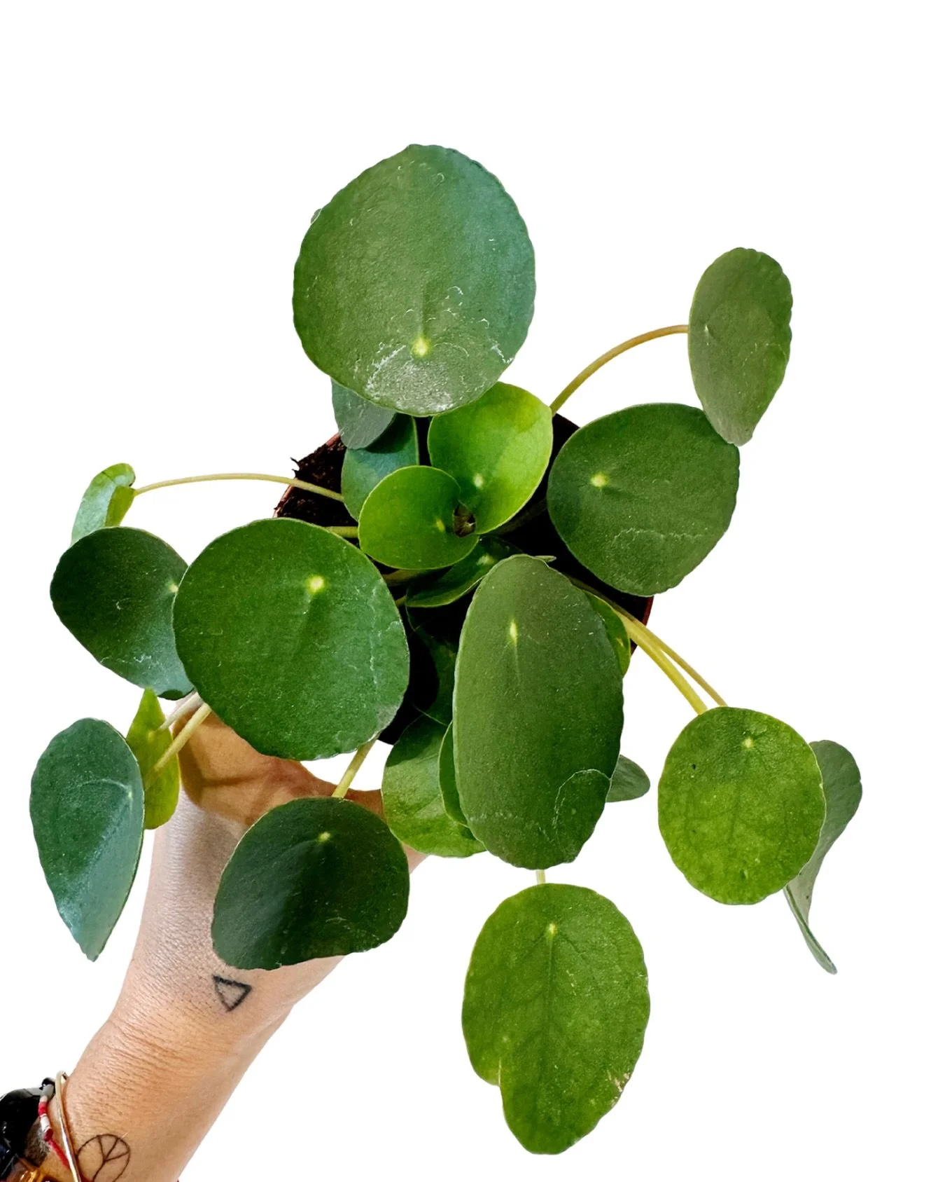 only two days left to take advantage of our 20% off plant sale!  don&rsquo;t sleep on this&hellip;we have LOTS of great plants (+ i may or may not have brought a small restock in today!).