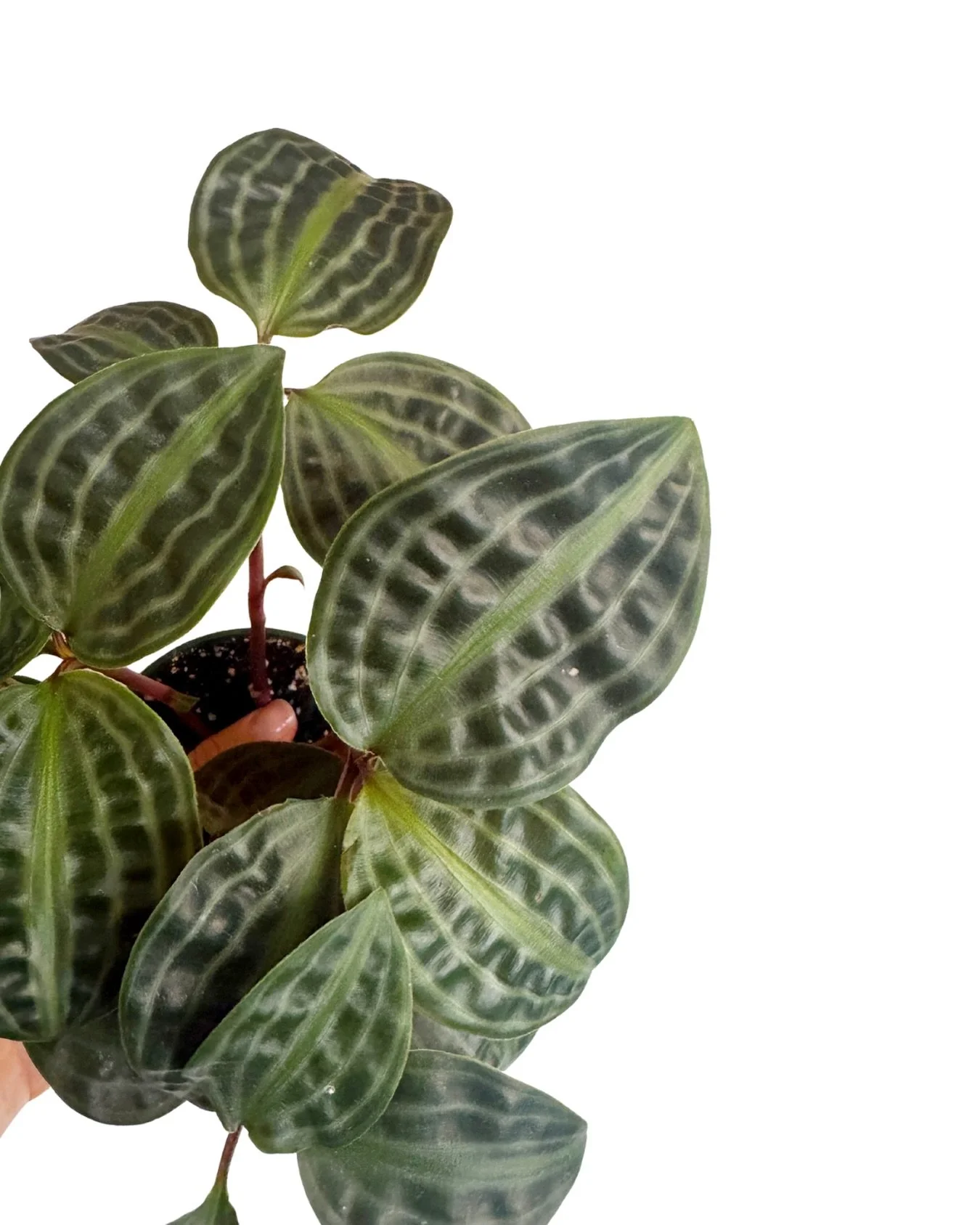 if you have had your eye on something in the shop, come and get it today because we will be closed mon-fri this week for a little winter break.

open 11-6 today!