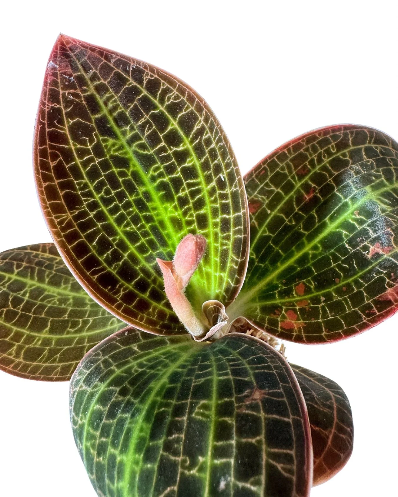 these beauties are officially back in stock!  iykyk!
#dossiniamarmorata 

also, we are very closely monitoring the winter storm this weekend.  in the meantime, add a stop to the shop to your preparation list + come grab a fun puzzle, maybe some snack