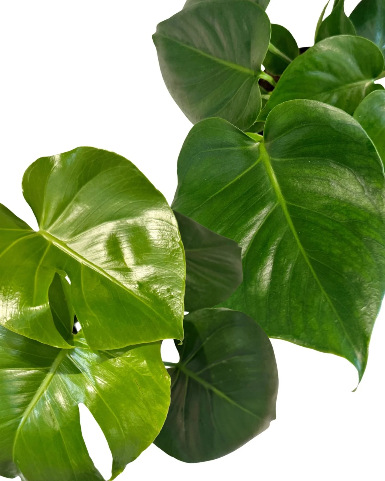 plants are basically meant for Valentine&rsquo;s day&hellip;like, half of them are already hearts!  come grab the perfect plant for your perfect match!

tues | 12-6
wed - fri | 12-7
sat + sun | 11-6