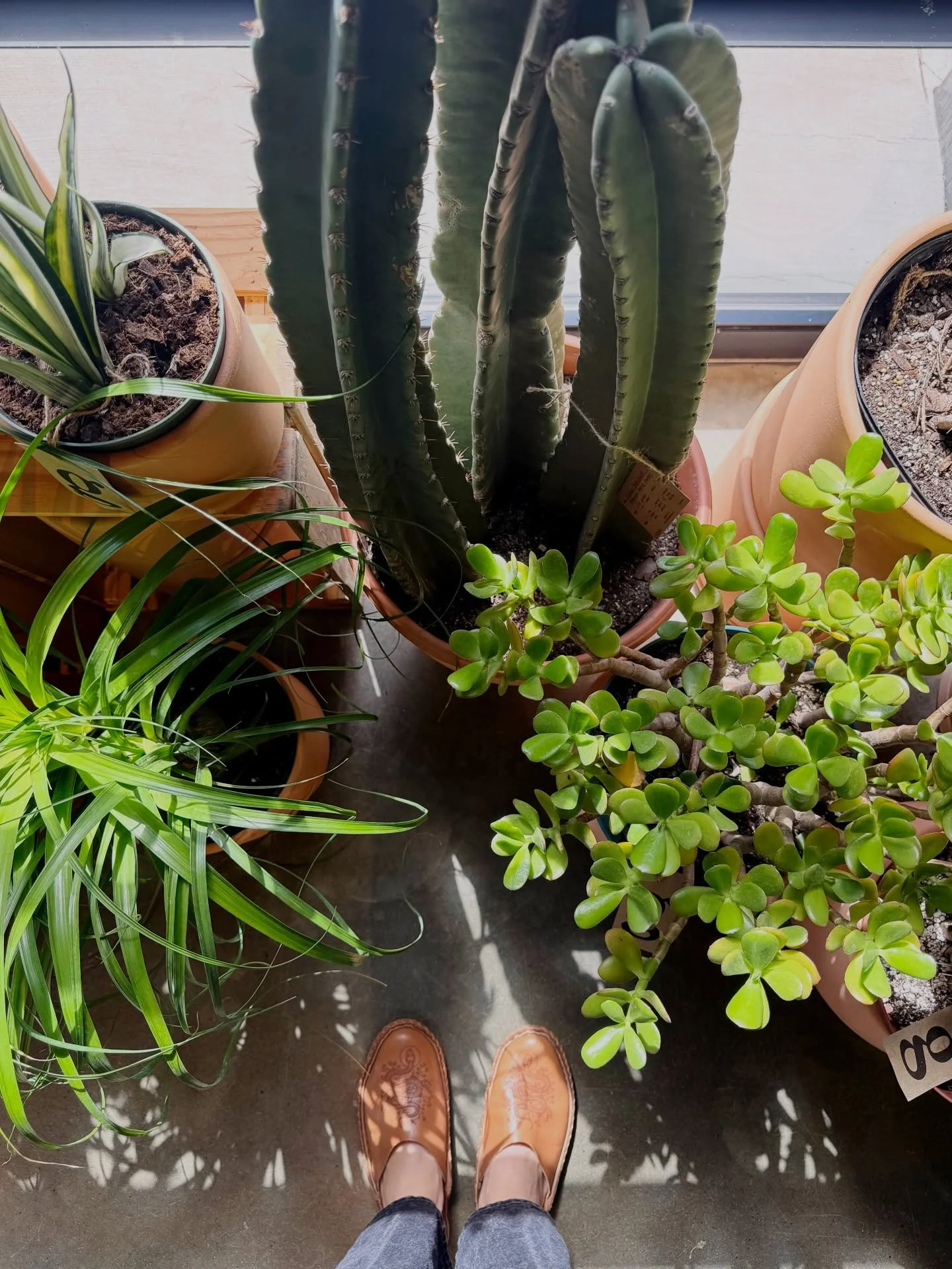 the shop is SOOO beautiful + full of all the fun things right now&hellip;plants + otherwise!

open 11-6 today.