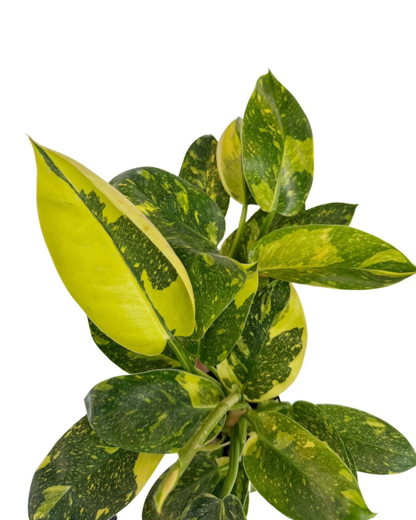 see you tomorrow at noon!

tues 12-6 | wed 12-7 | *thurs 12-6 | fri 12-7 | sat+sun 11-6 

(*modified hours)