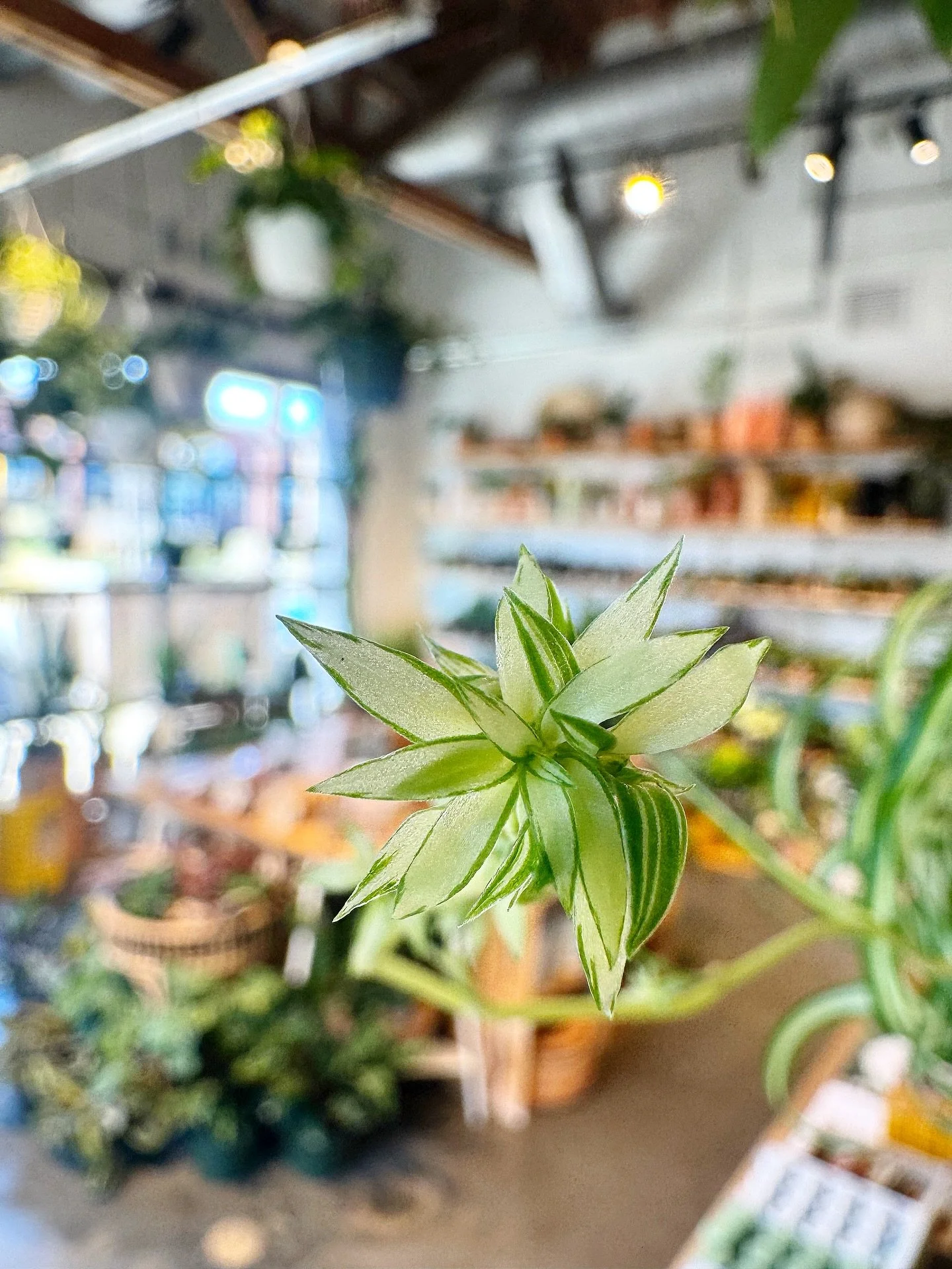 woke up this morning + realized that today is the first day of Spring!  so we&rsquo;re celebrating this beautiful day by taking 25% off ALL PLANTS&hellip;today only!!!! 

open 12-7!