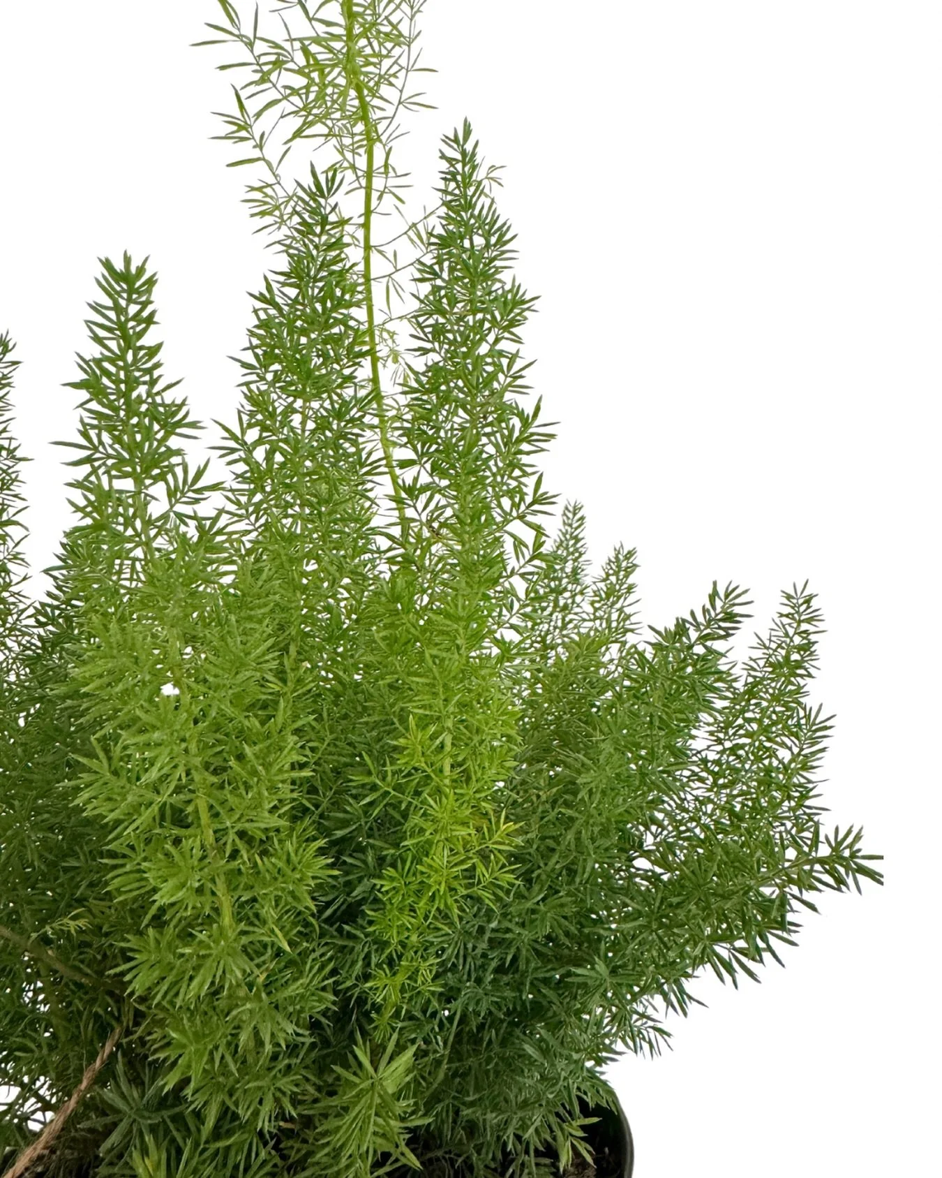 spring is springing out there!!!&hellip;+ in here, too!