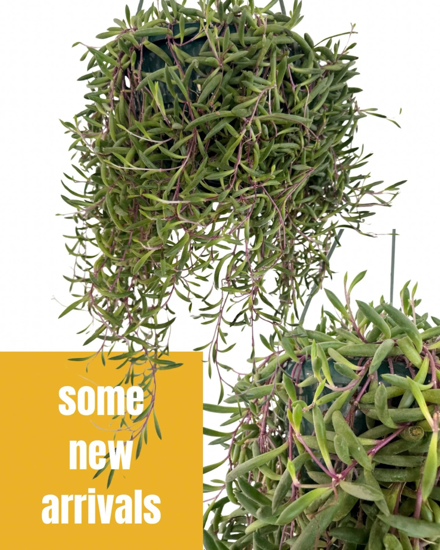 new arrivals!!!

see ya tomorrow at noon!