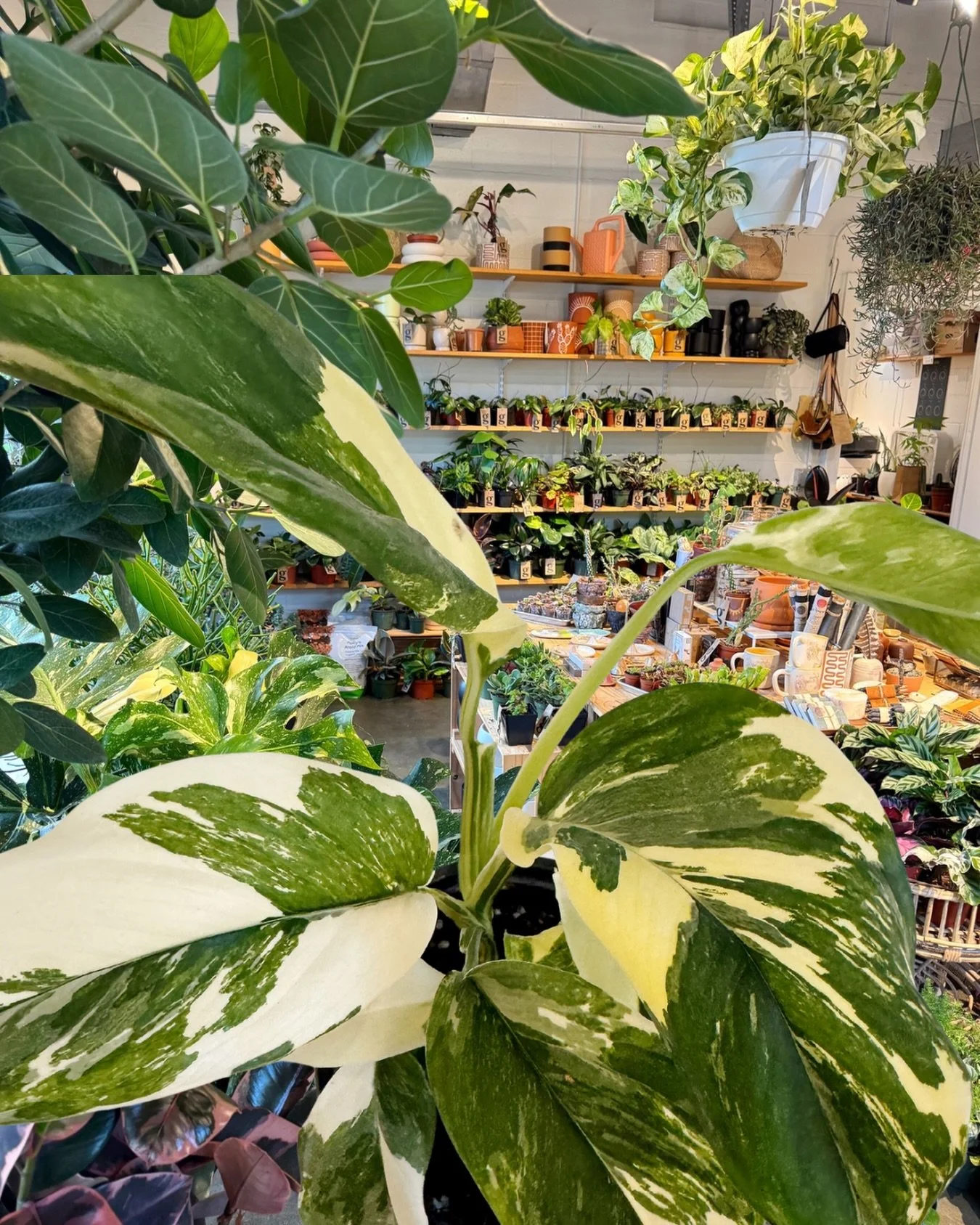 sooo many beautiful new plants in the shop&hellip;  it&rsquo;s truly a jungle in here! 

open tues 12-6 | wed-fri 12-7 | sat+sun 11-6!