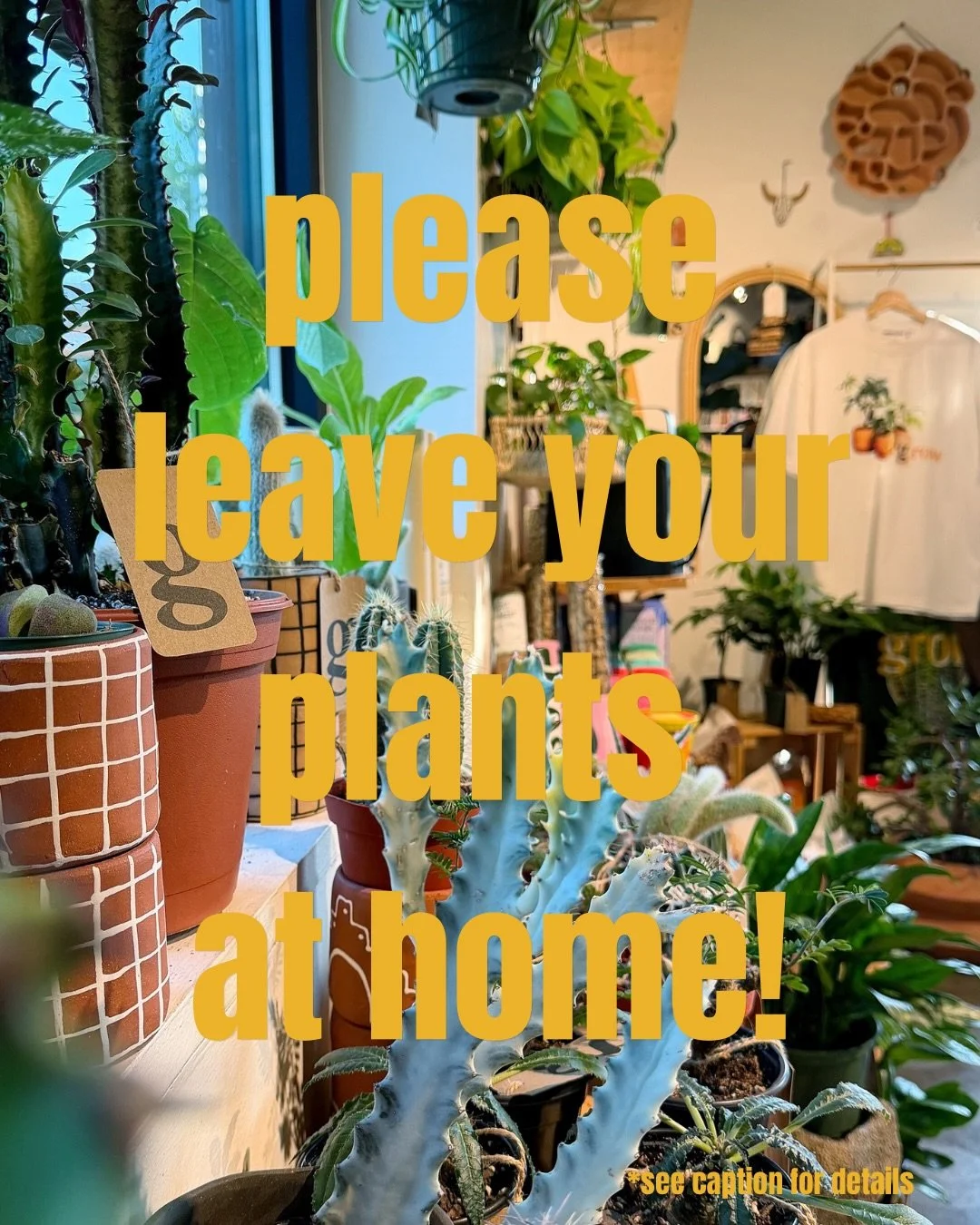 hi! 👋 
soooo&hellip;we are suspending our repotting services for the time being.  why?  well, because we have had a handful of instances where customers have brought their pest infested plants into the shop + we simply do not want to risk the spread