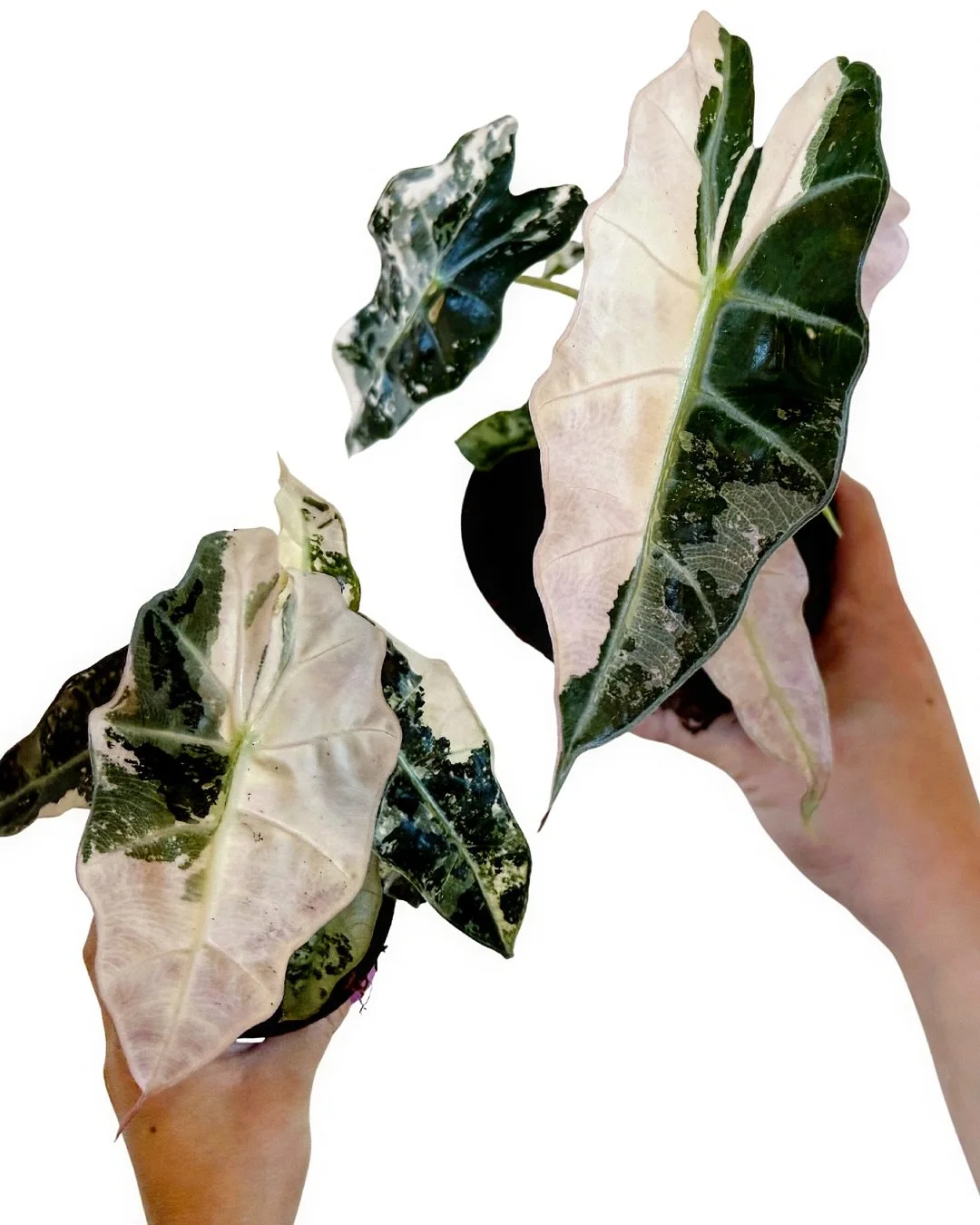 you&rsquo;re probably wondering whether we brought in the most beautiful Alocasia Polly &lsquo;Pink Var.&rsquo; this week&hellip; + we most certainly did!

come by + pick one up!  open 12-7 today + tomorrow!