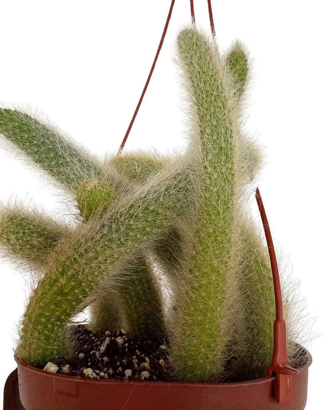 yooooo&hellip;

we have SOOOO MANY plants in the shop right now (like these gorgeous monkey/foxtail cacti)&hellip;bc i&rsquo;m out of my mind + can&rsquo;t stop bringing in more + more!  come pick out one or 10 for yourself + all your friends!

open 