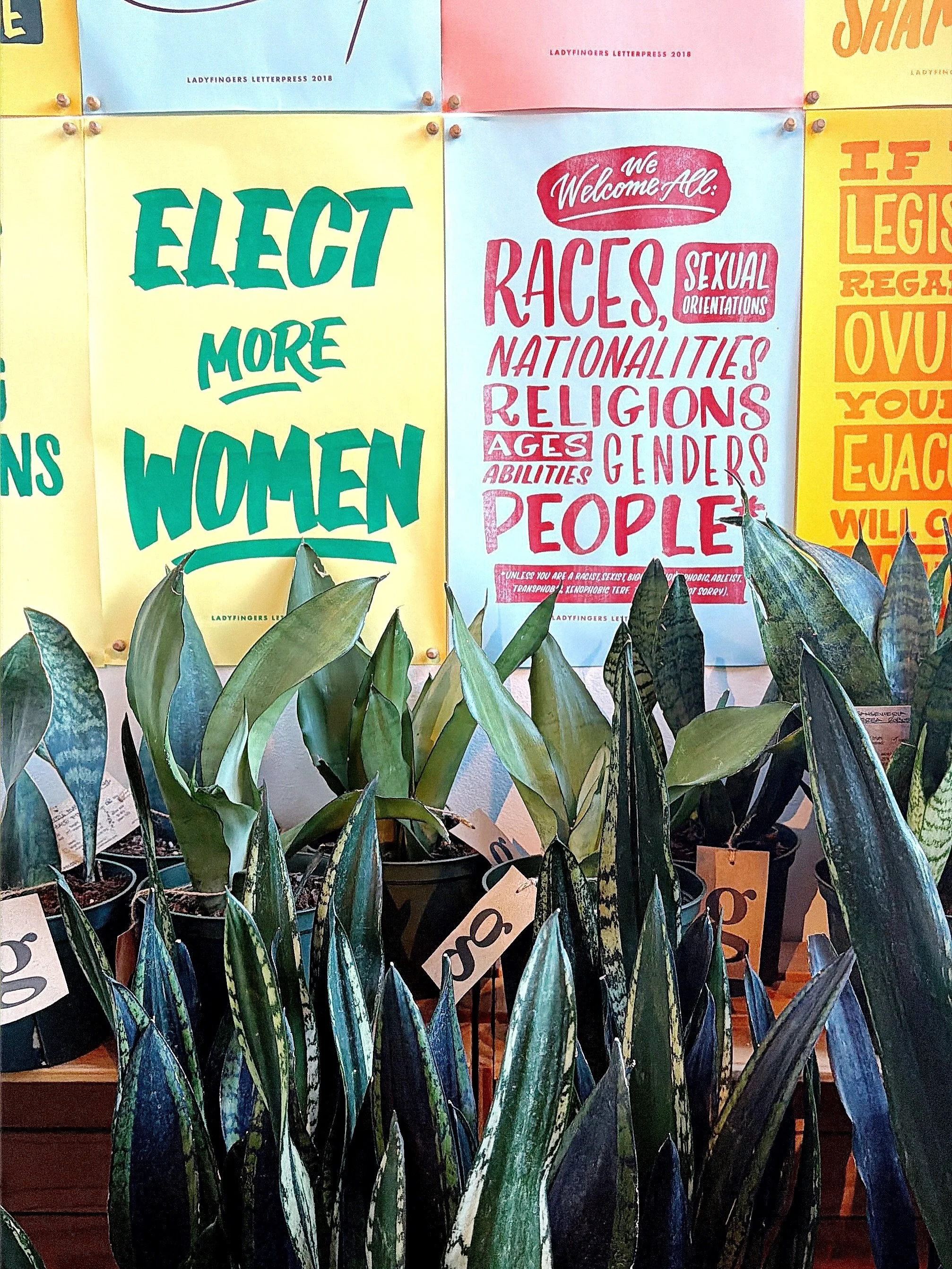 ssssssssssurprise!

were taking 25% off ALL snake plants today only!