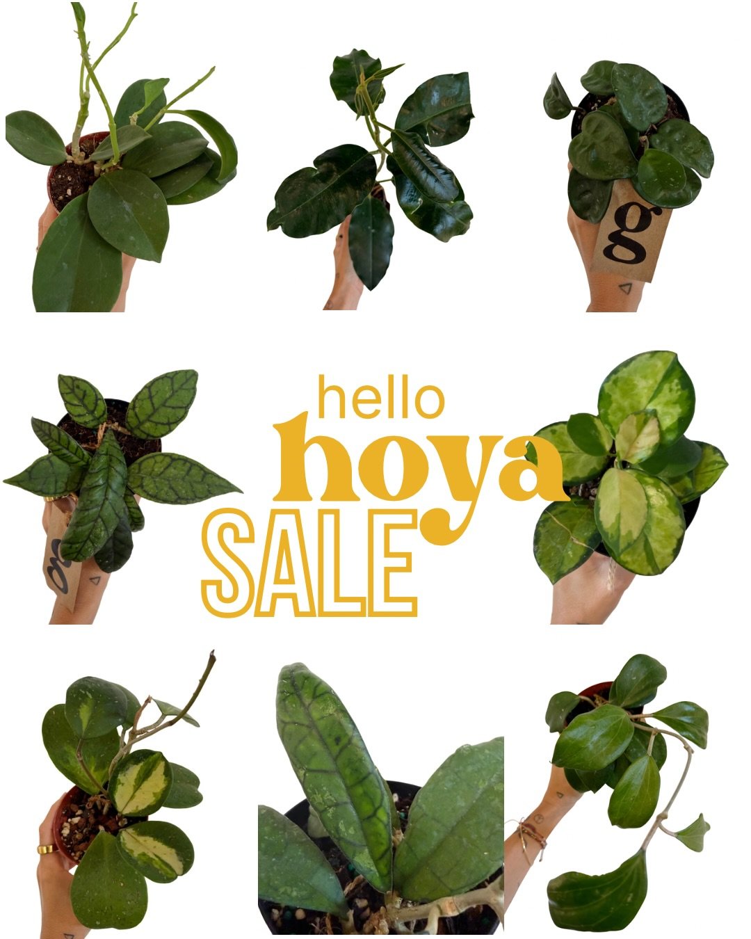 all 4&rdquo; Hoyas are 20% off ALL DAY LONG!

open 12-7!