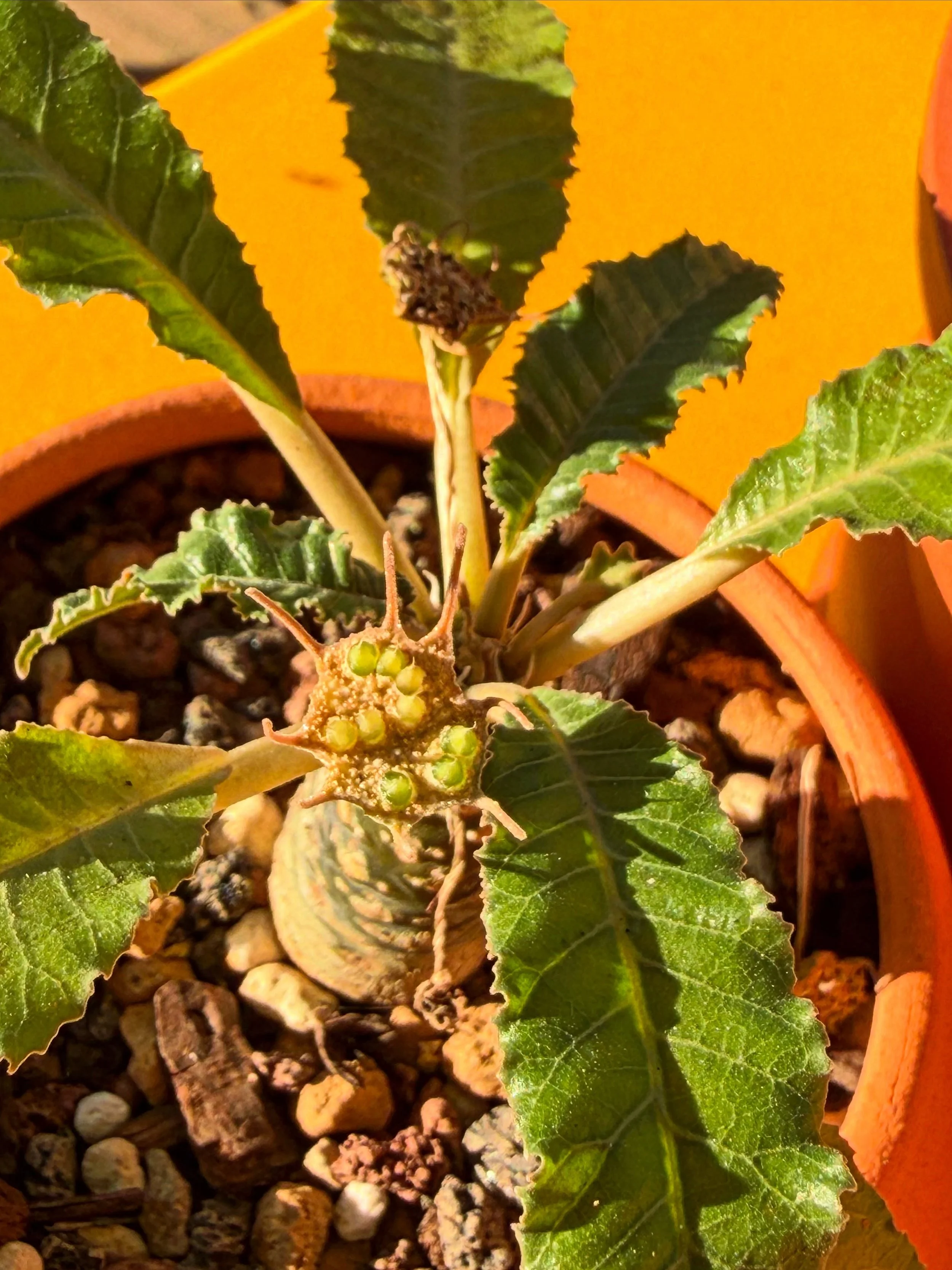 honestly, just zoom in on the flower&hellip;they&rsquo;re too cool not to!

#Dorsteniafoetida