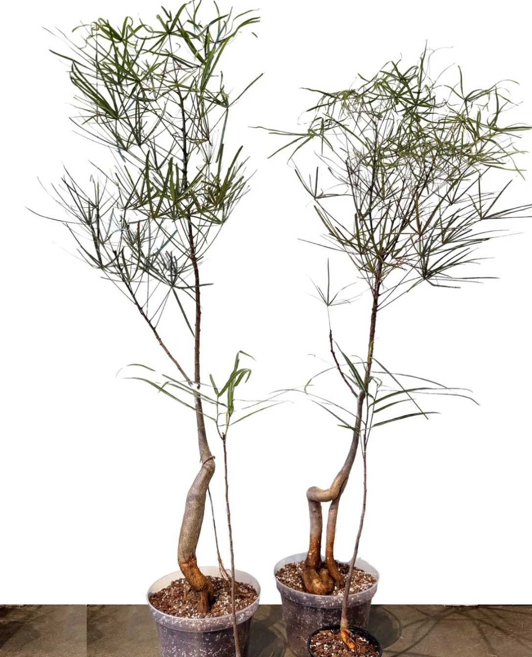 cutie batch of Brachychiton rupestris | Queensland Bottle Trees have arrived!