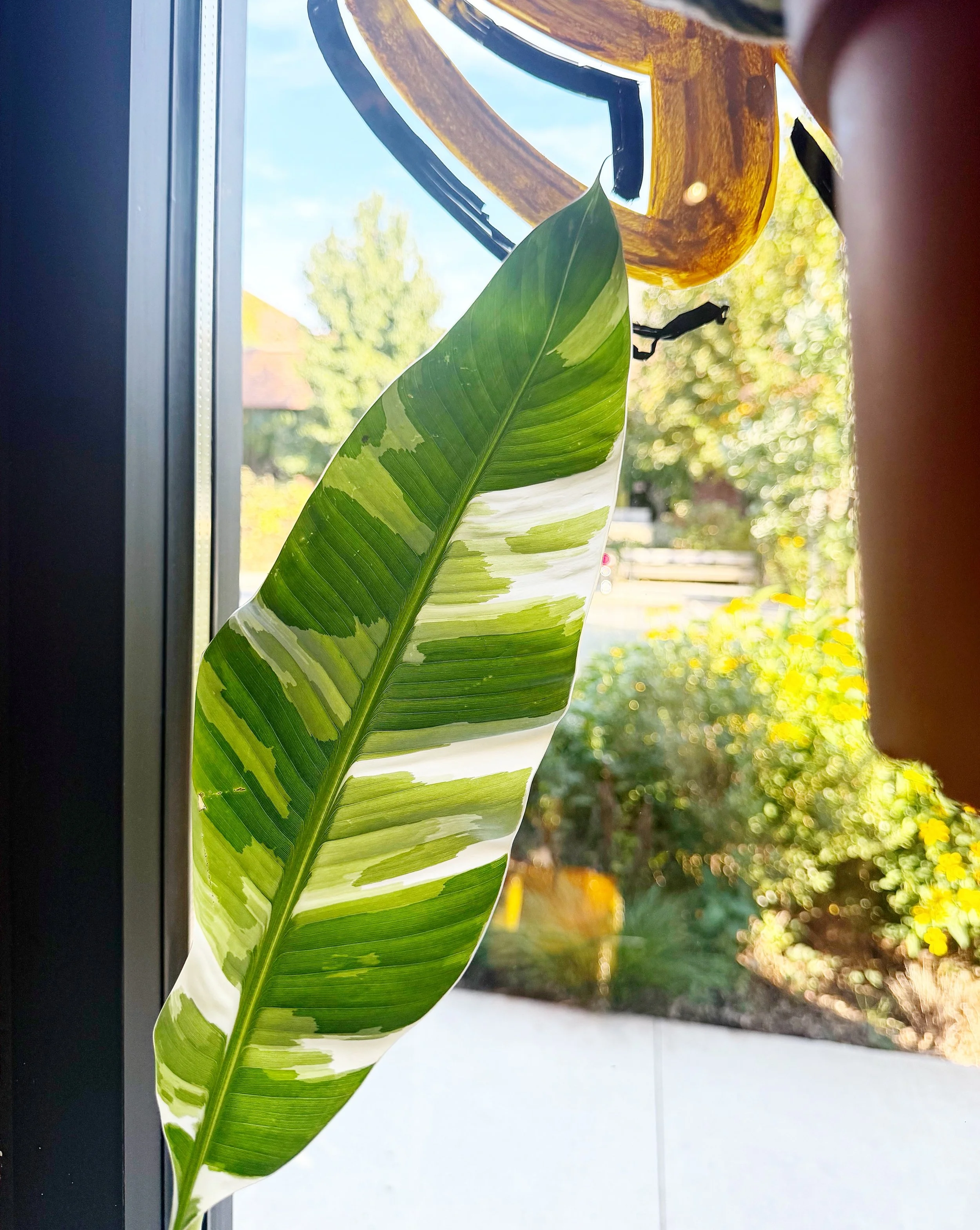 this utterly perfect leaf could be yours!