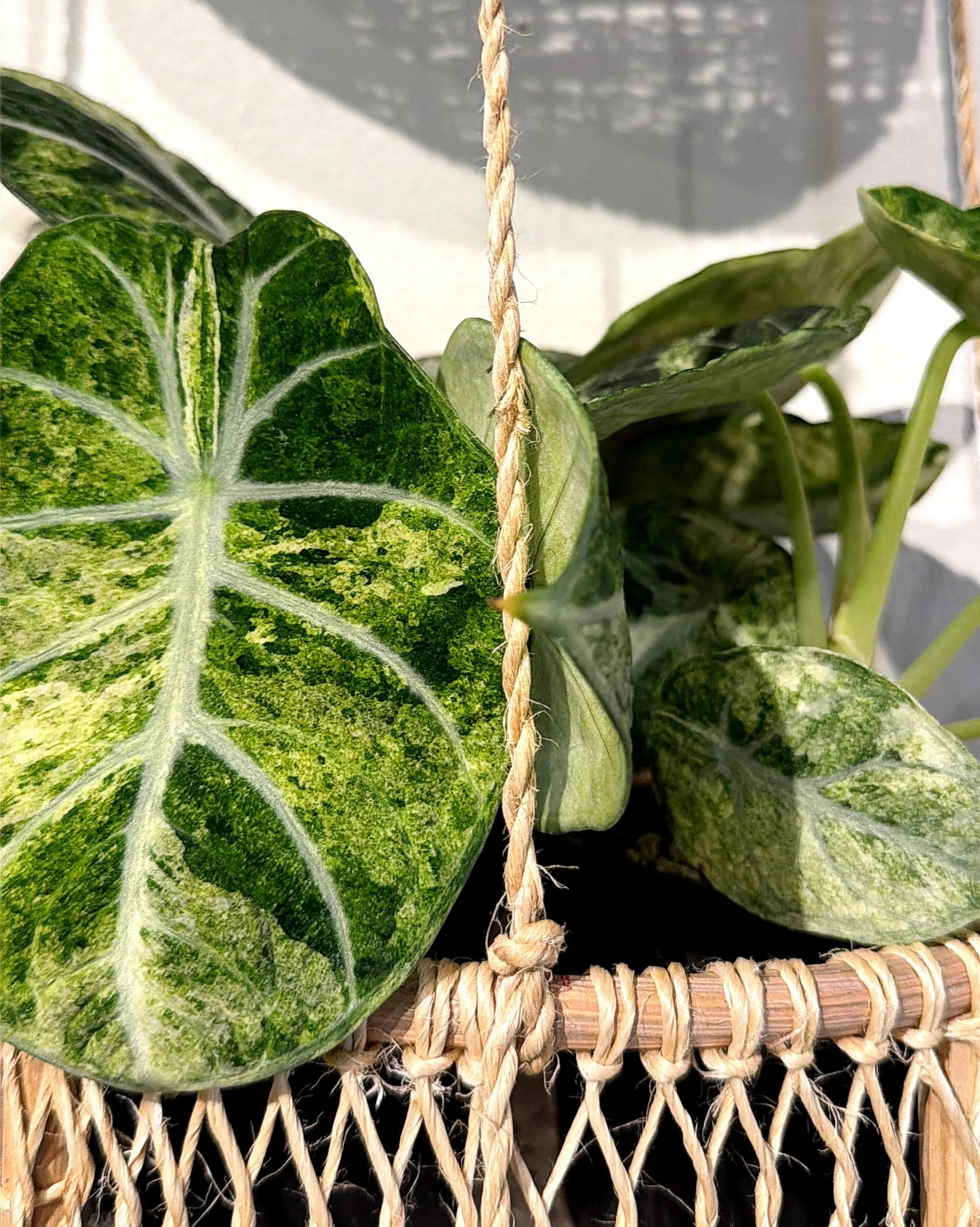 come shop our BEAUTIFUL selection of plants this week!

tues 11-6 | wed-sat 11-7 | sun 11-6