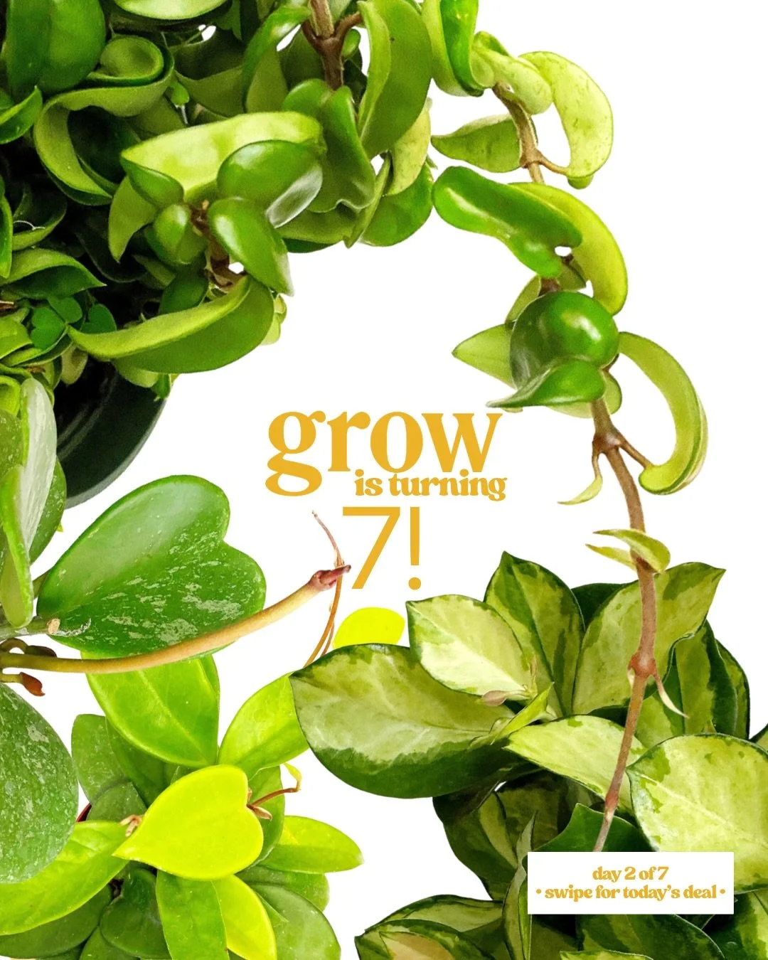 day two!  are you a Hoya lover like all of us here are?  well today is your lucky day!

come by 12-6 today + take 35% off ALL HOYAS!

(apologies for the slightly delayed start&hellip;bringing in some more new plants!)