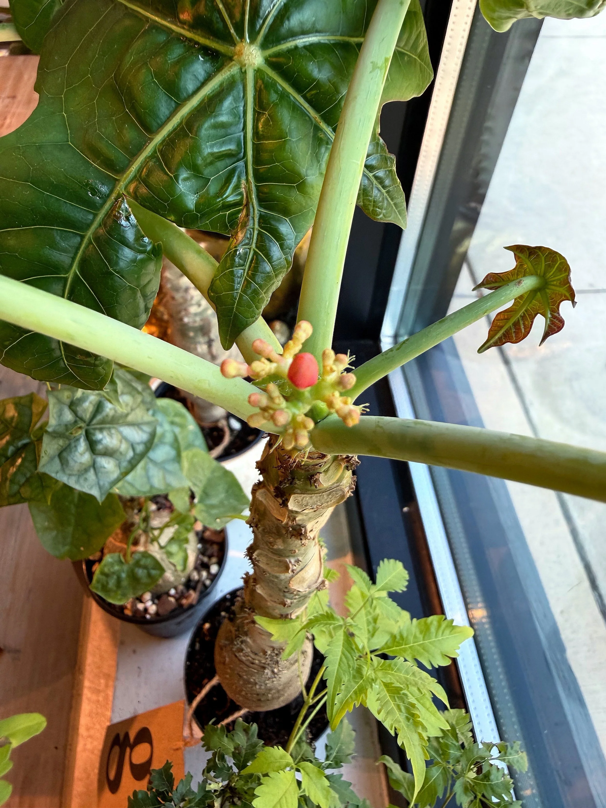 sorry, but out plant inventory is stellar right now!