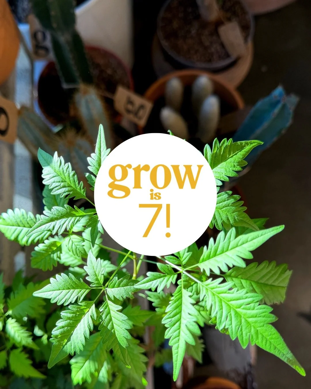well&hellip;+ just like that, today marks 7 years of grow! 

thank you to every single one of you, whether you have been here since day one or just last week.  without you, well, we wouldn&rsquo;t be here at all. 

come see us in the shop today + tak