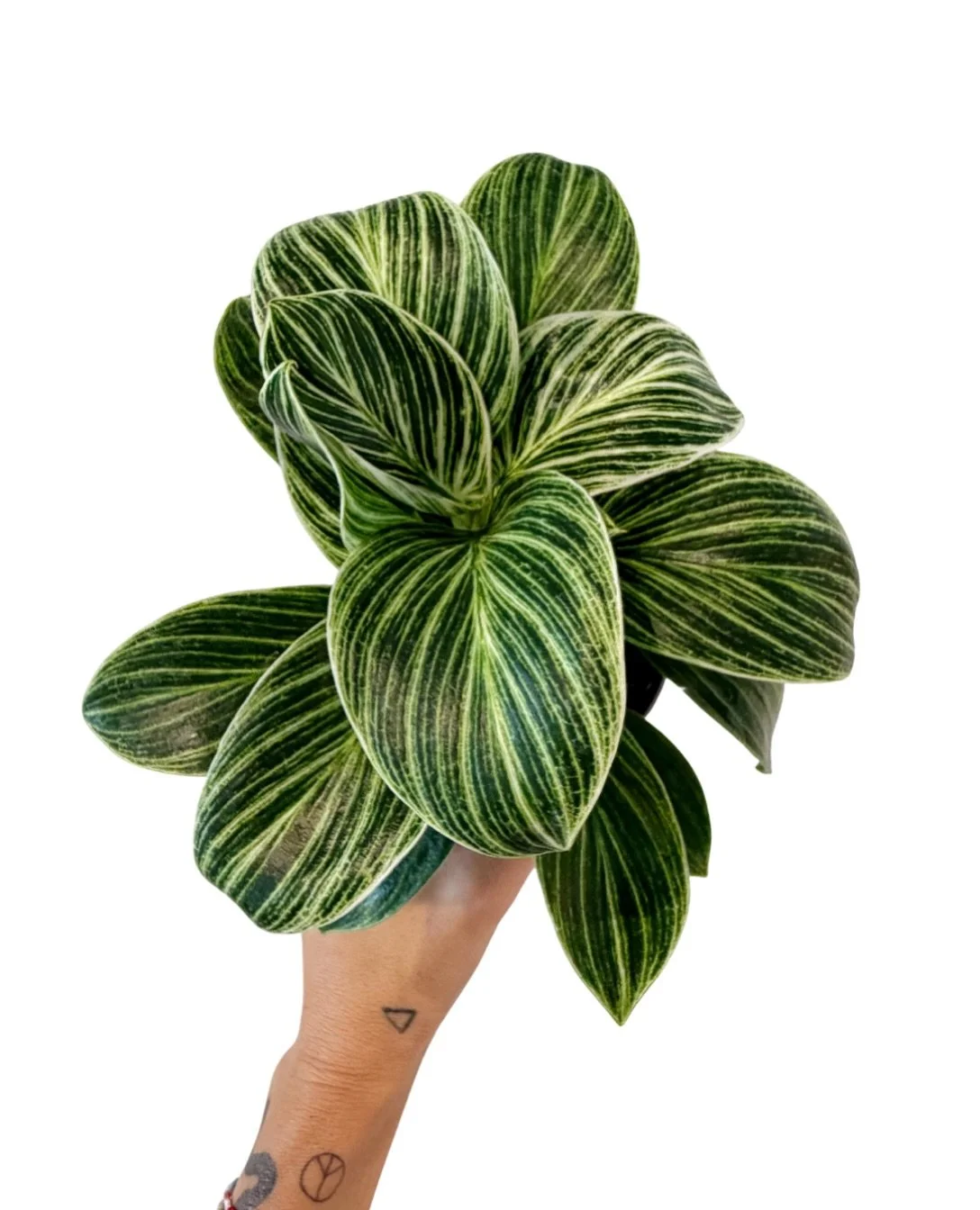 we are back in the shop for the week!  thanks for your understanding about our closure yesterday.  wanted to pop back home for a quick visit w my parents, but i&rsquo;m back + ready to see all your lovely faces this week!

wed-sat 11-7 | sun 11-6