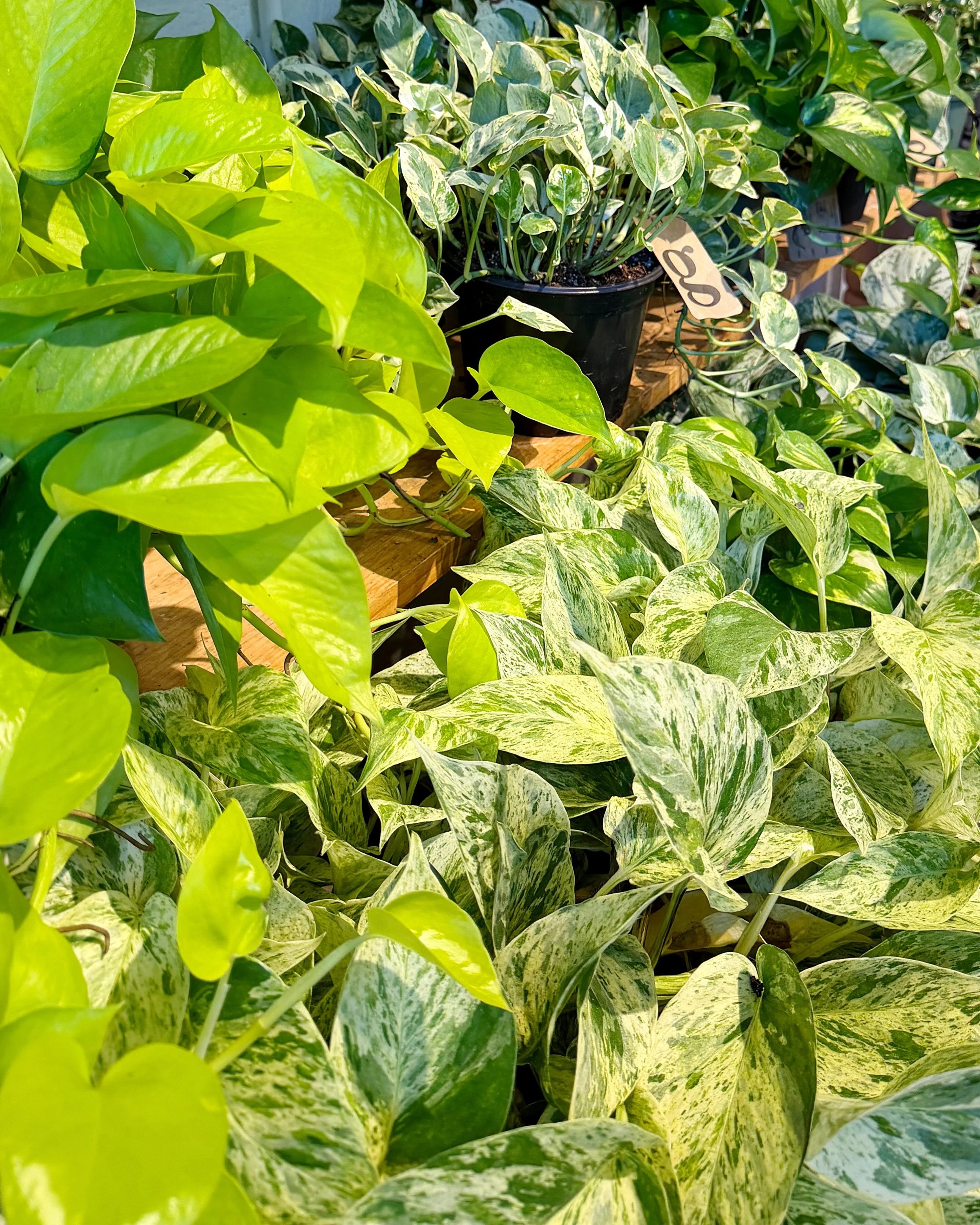 looking for the perfect &ldquo;starter&rdquo; plant?  we&rsquo;ve gotcha covered with lots of options&hellip;including a nice selection of Pothos!