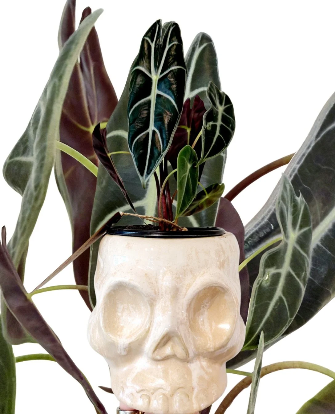 come pick out a dark, spooky cutie for the season!