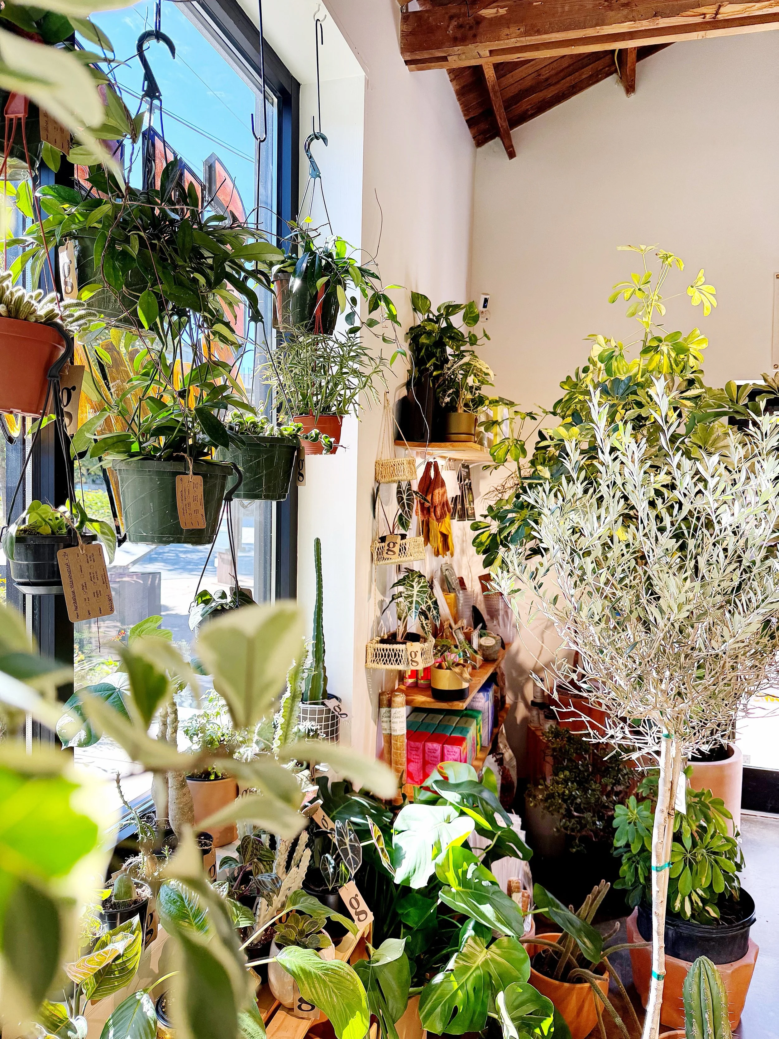 created this really beautiful space + am happy to be back in it for the week!  come see us!

here &lsquo;til 6 today 🪴