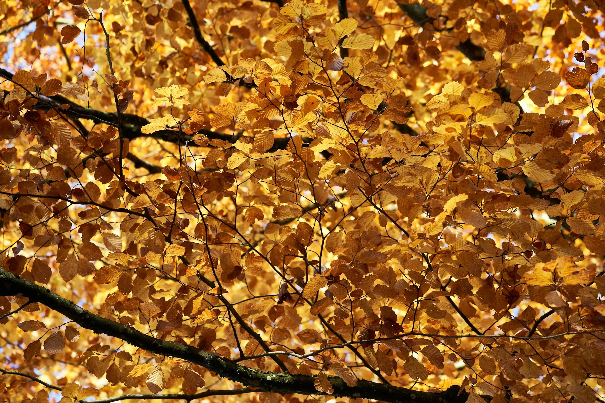 unsplash-image-IidekB9mfig.jpg