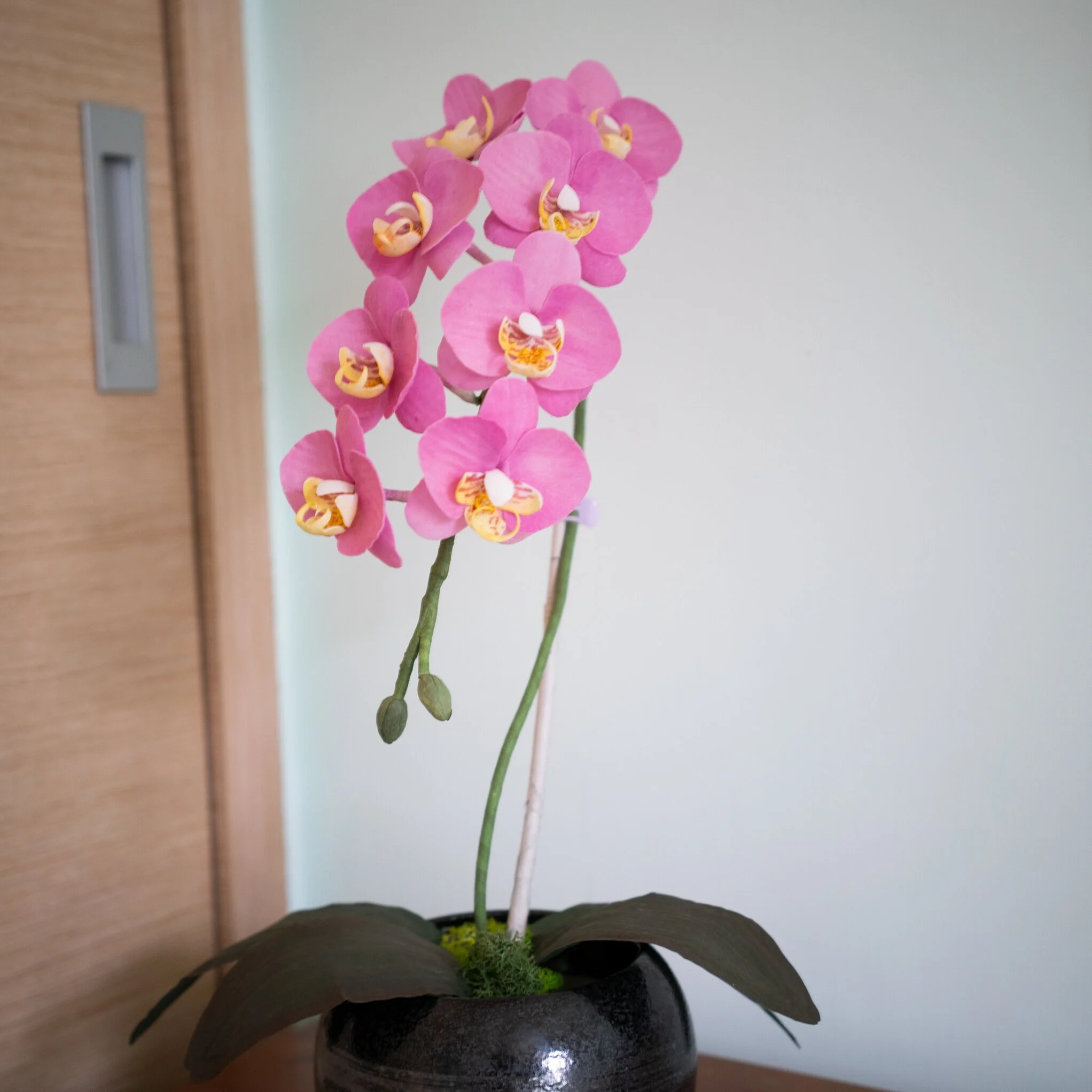 Orchid