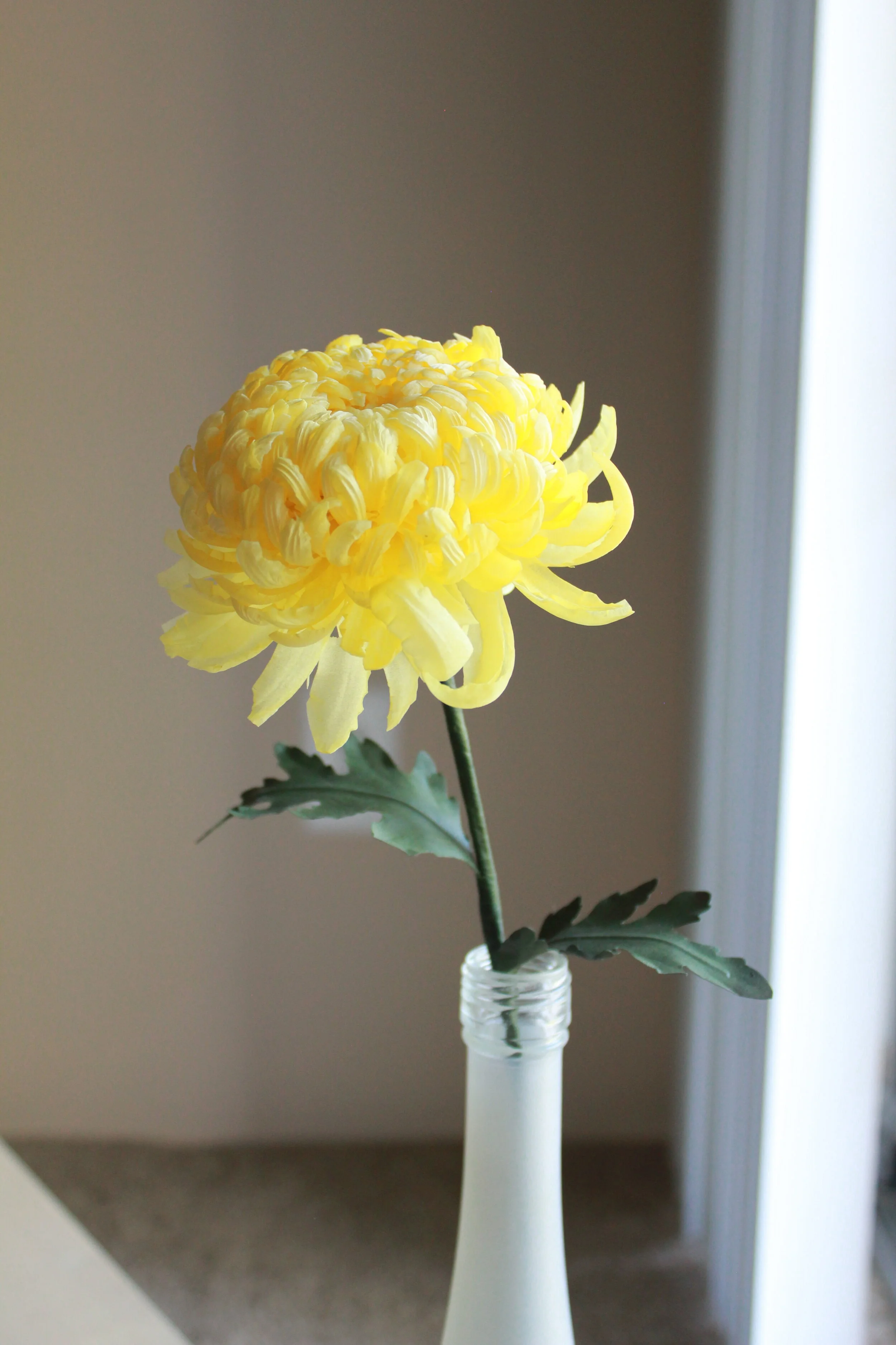 Chrysanthemum