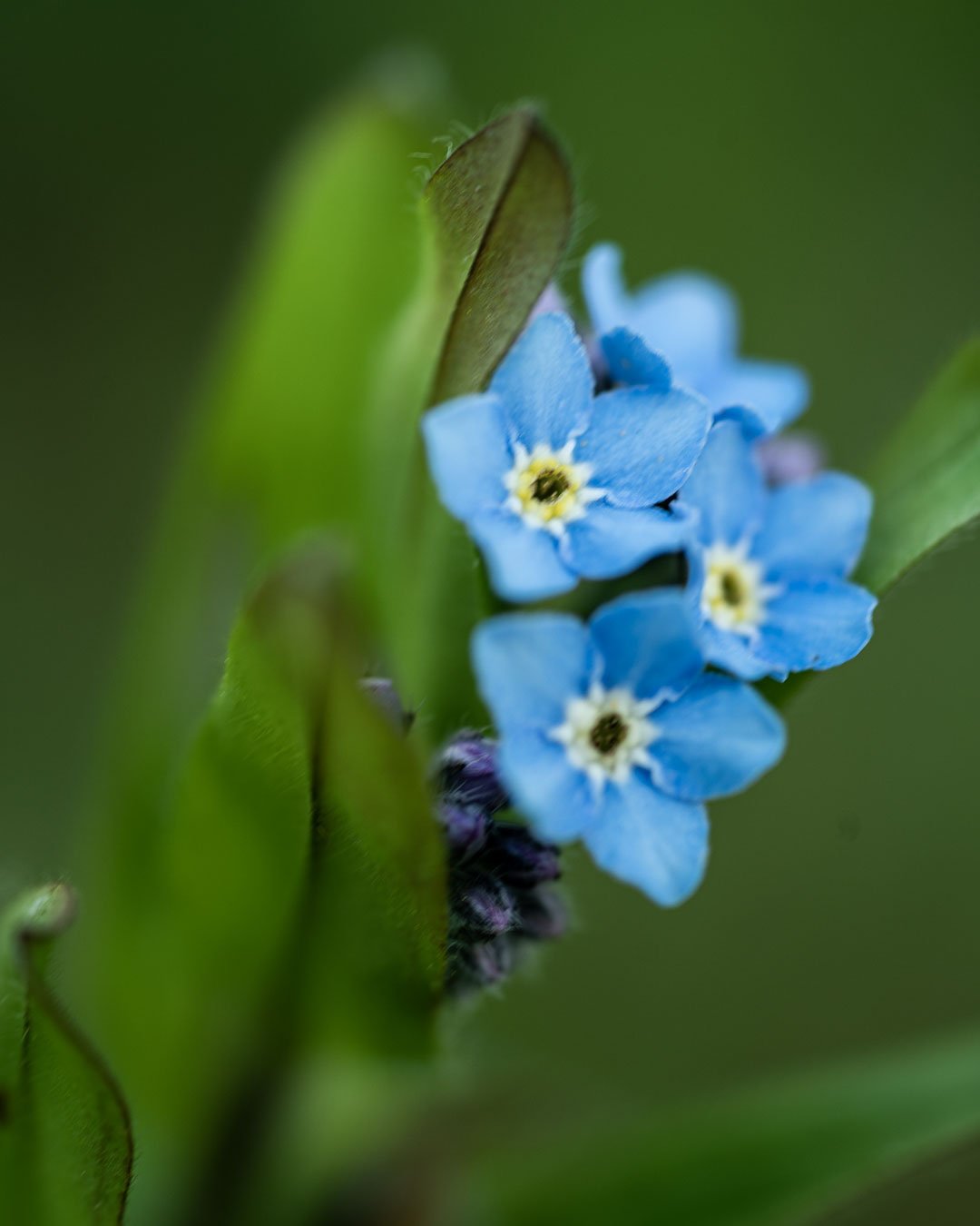 Blommor &amp; dekorationer