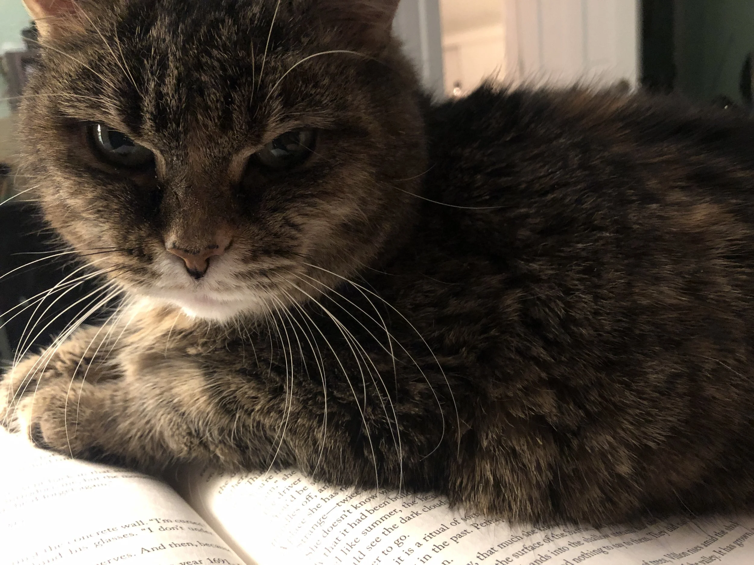photo of a tabby-tortie car lying on an open book staring intently at the camera