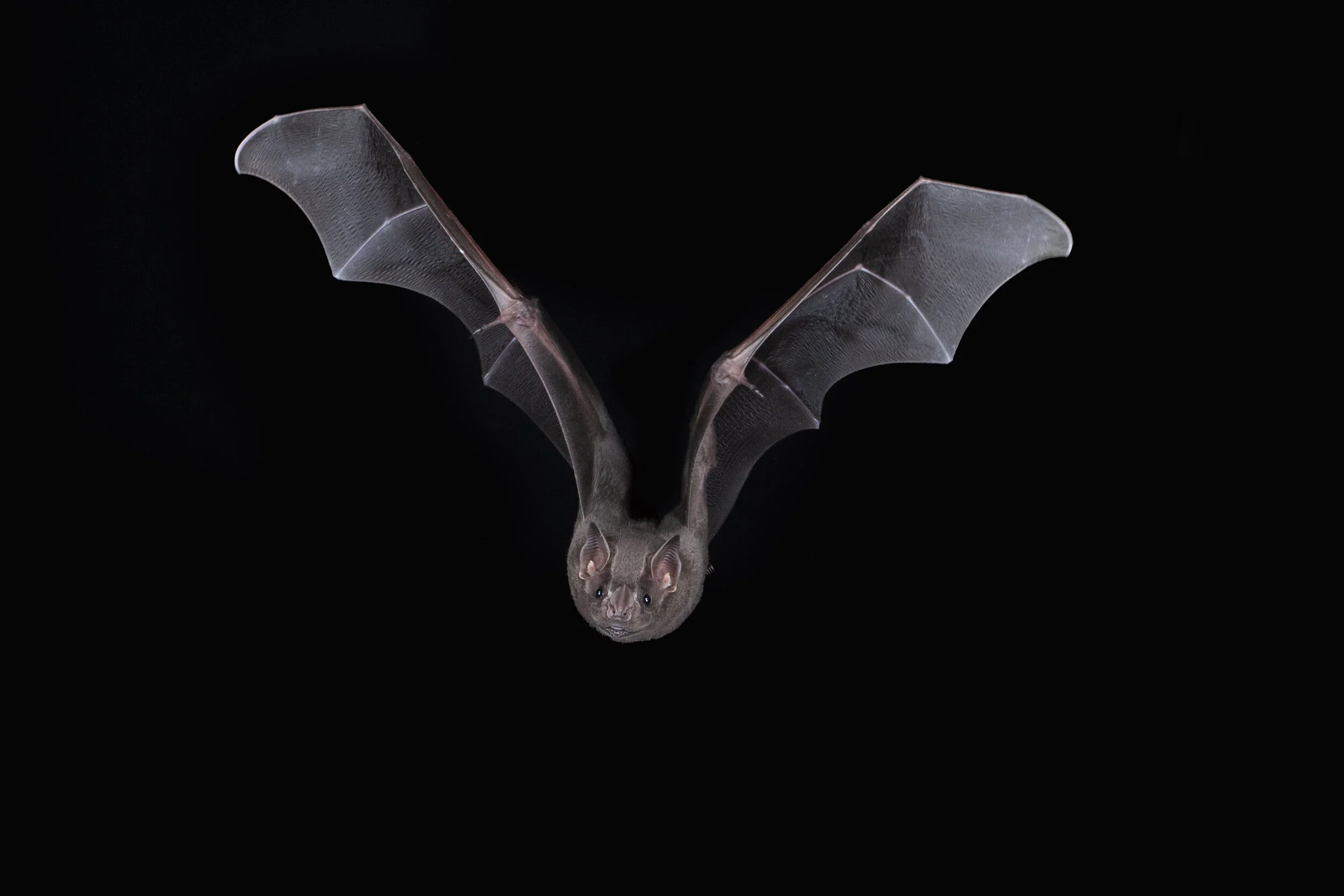 Artebius literatus.jpg