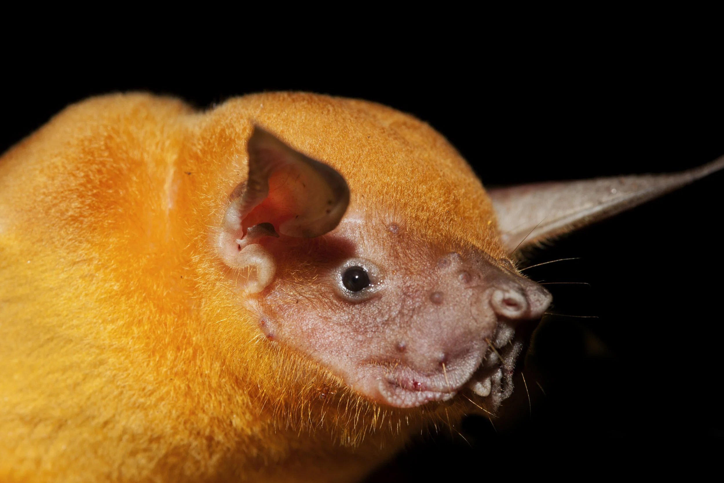 Noctilion leporinus.jpg